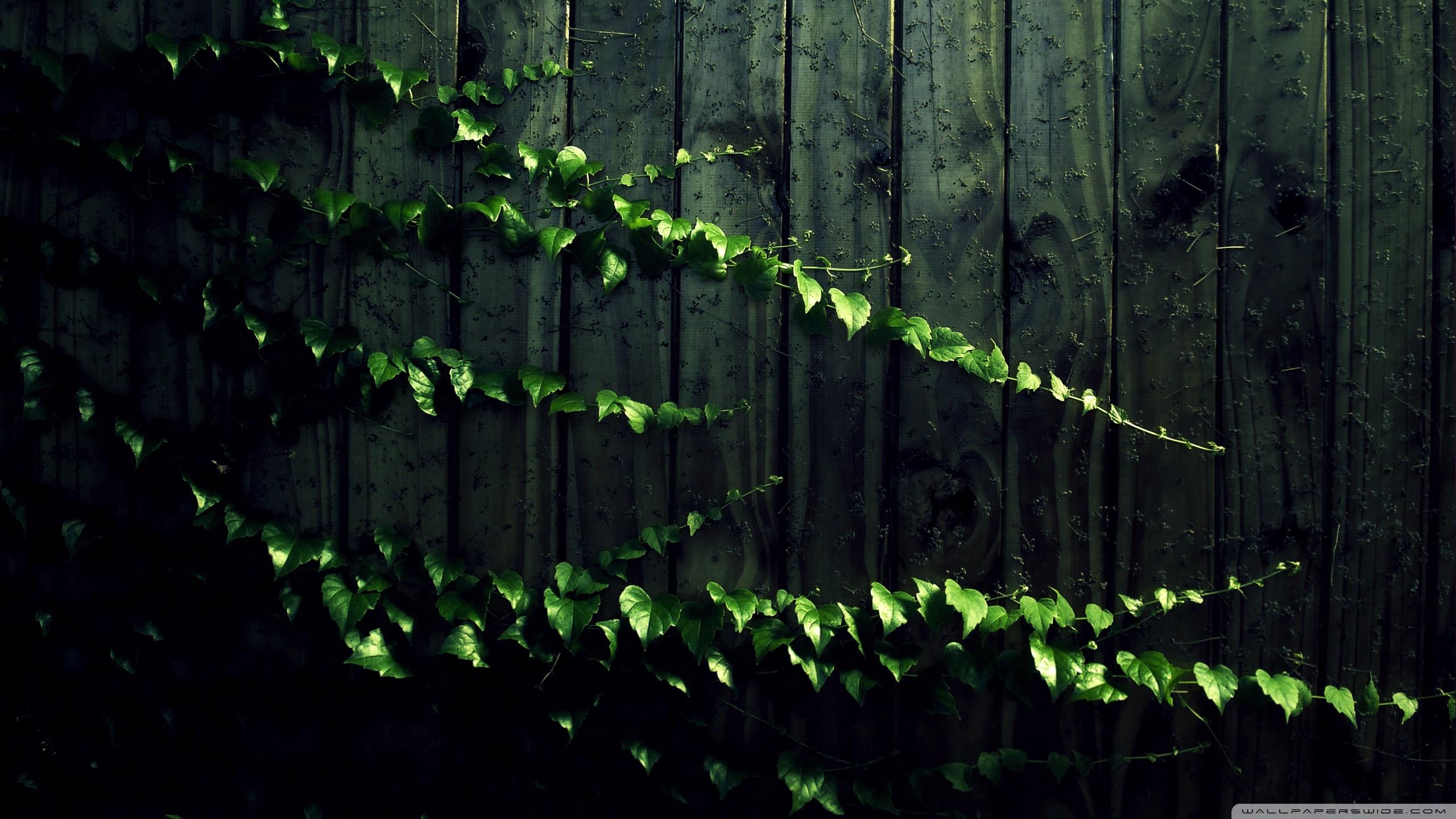 Plant Wallpaper 22 X 1440