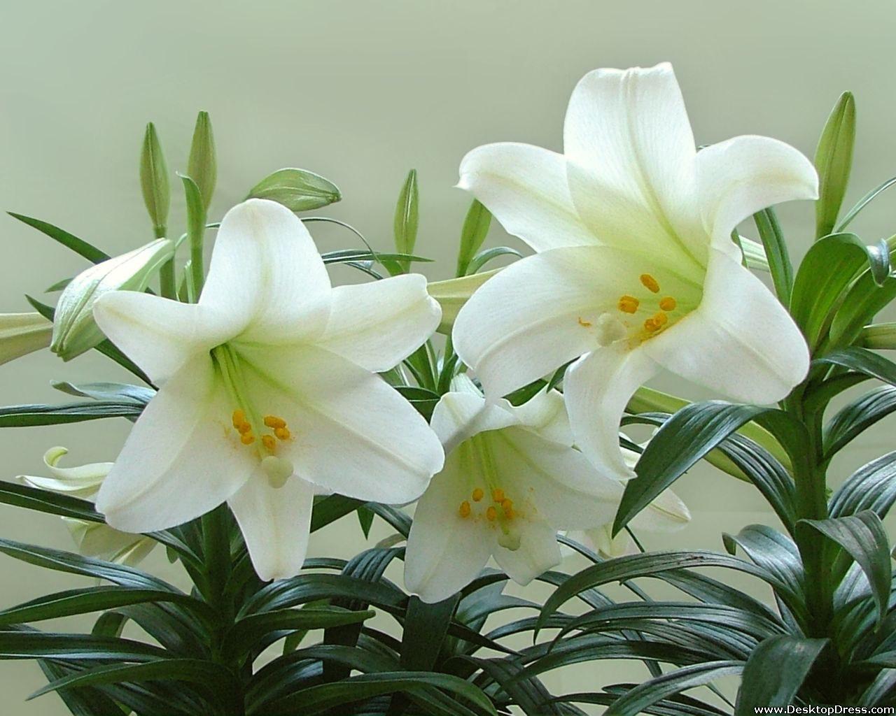 Desktop Wallpaper Flowers Background White Lily in Plant