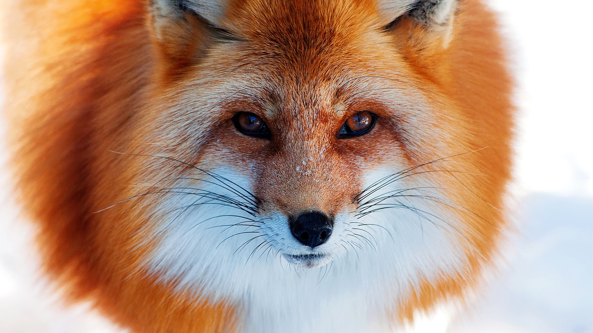 Red Fox Fac HD Wallpaper, Background Image