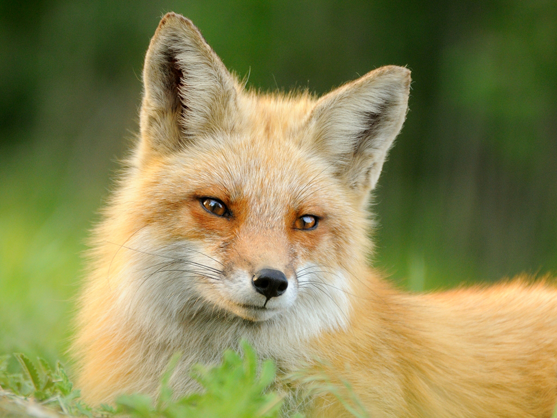 Red Fox Fac HD Wallpaper, Background Image