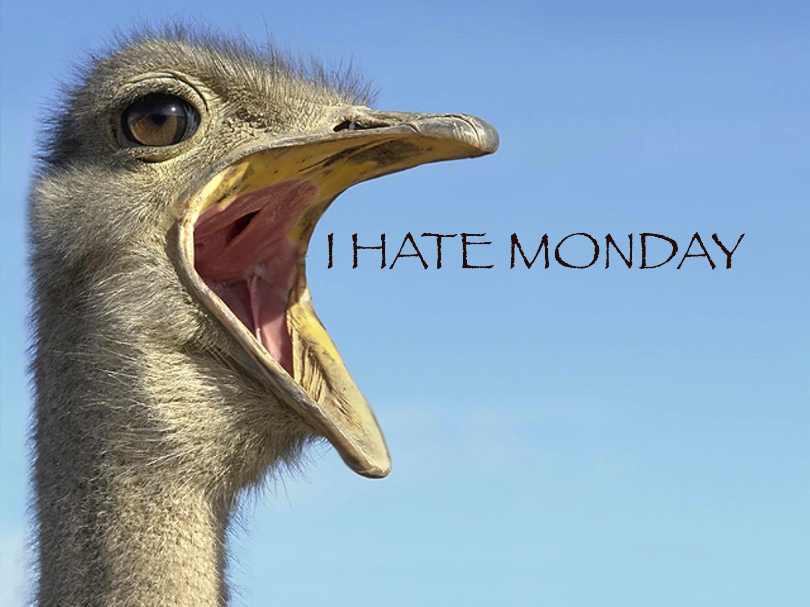 I Hate Mondays Wallpaper