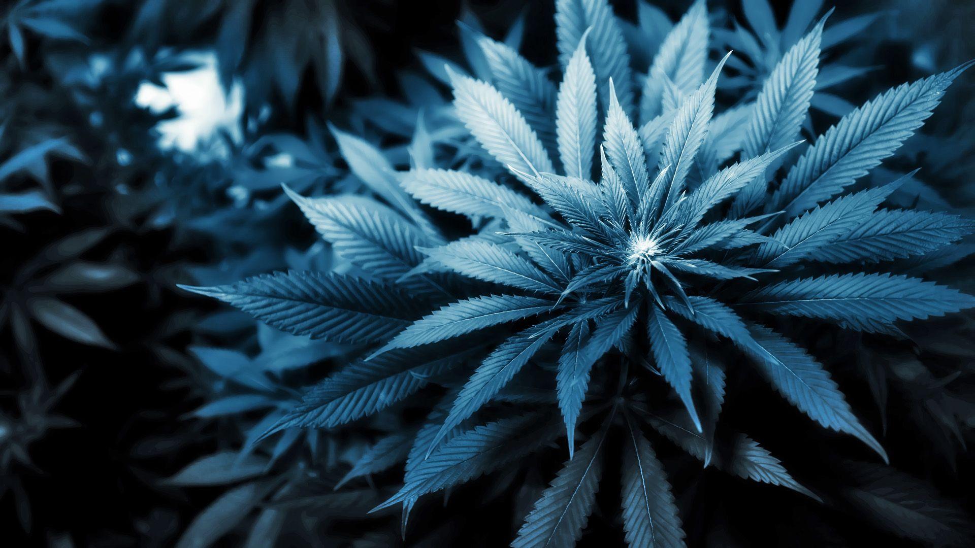 Cool Weed Wallpaper