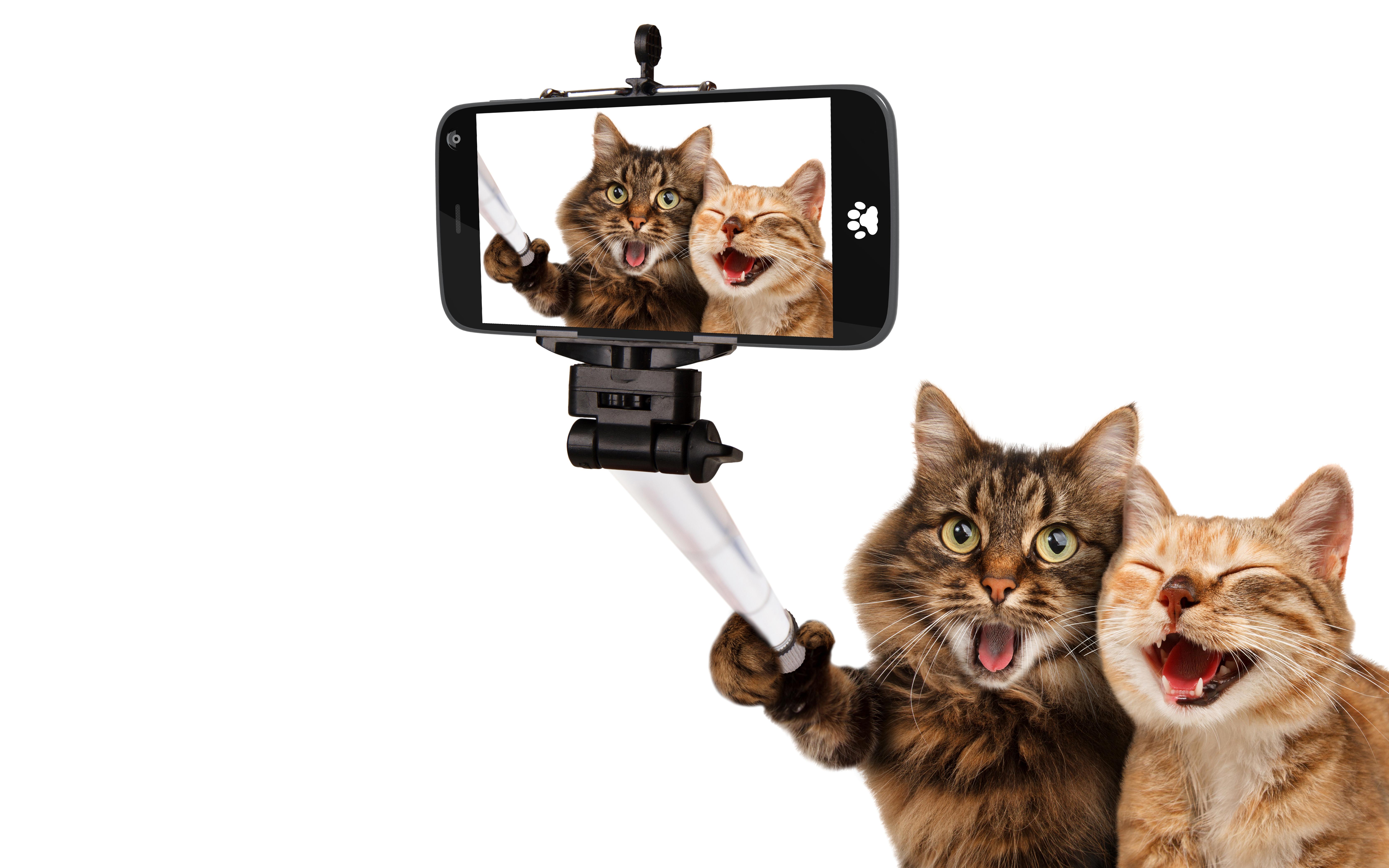 Two Cats taking a Selfie 5k Retina Ultra HD Wallpaper. Background