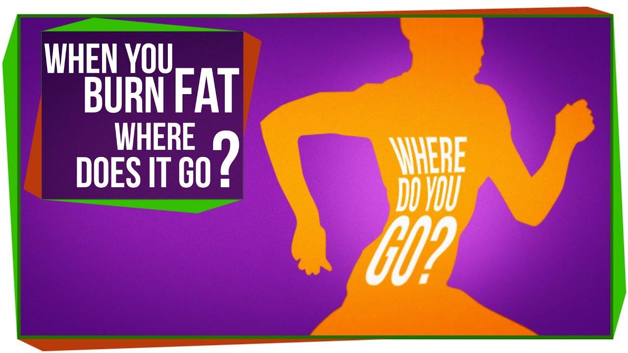 When You Burn Fat, Where Does it Go?