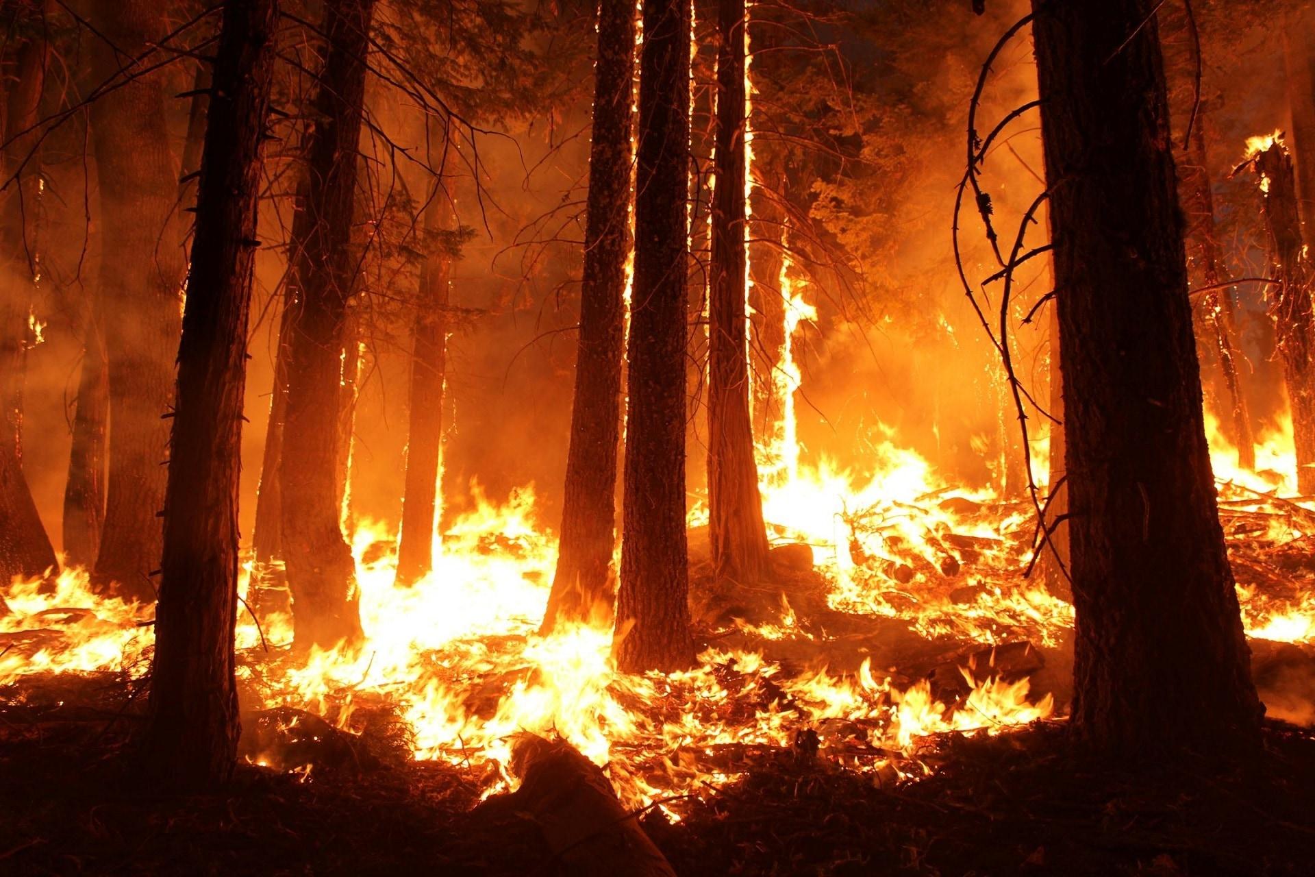 Forest, Blaze, Smoke, Fire, Wildfire, forest fire, burning free