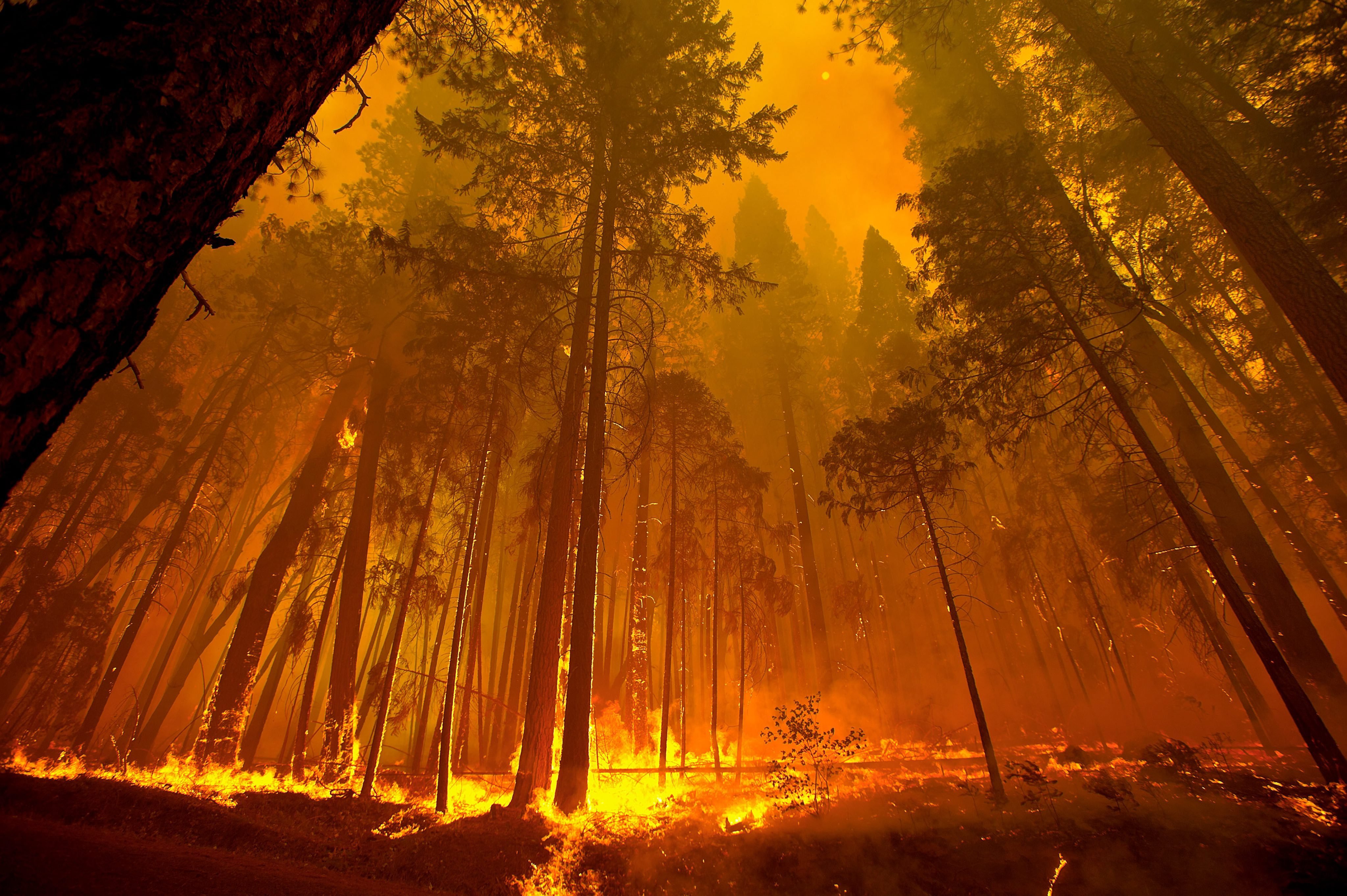 Forest fire flames tree disaster apocalyptic (16) wallpaper