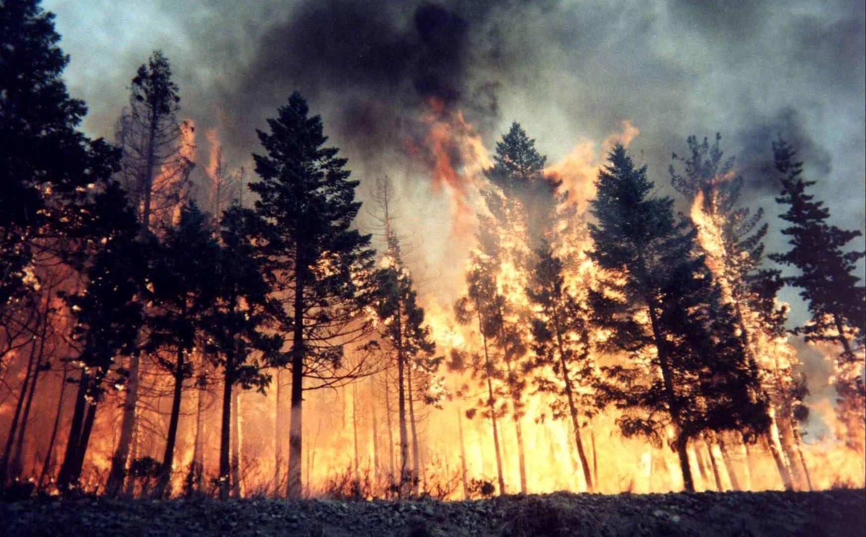 Trees: Apocalyptic Forest Flames Tree Fire Disaster Sceneries Of