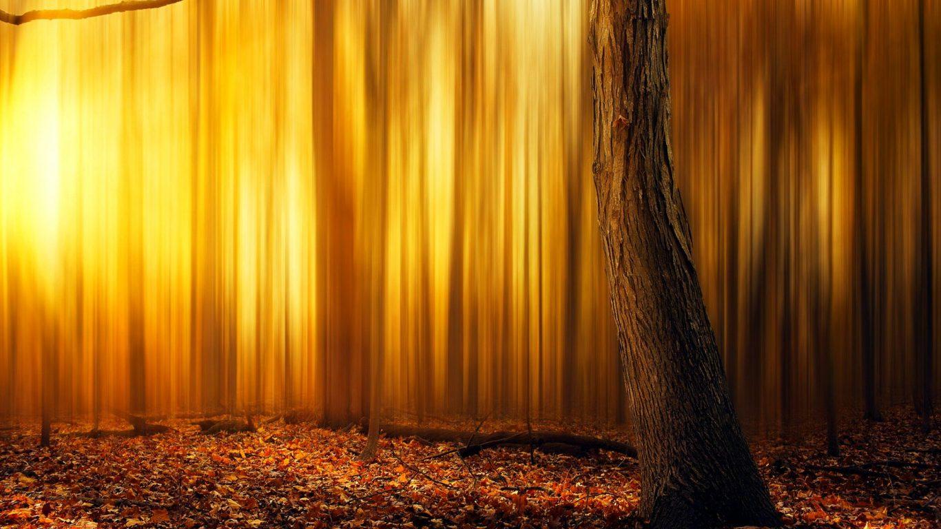 Forest Burning Nature Fire Environment Life Forests Wallpaper Free