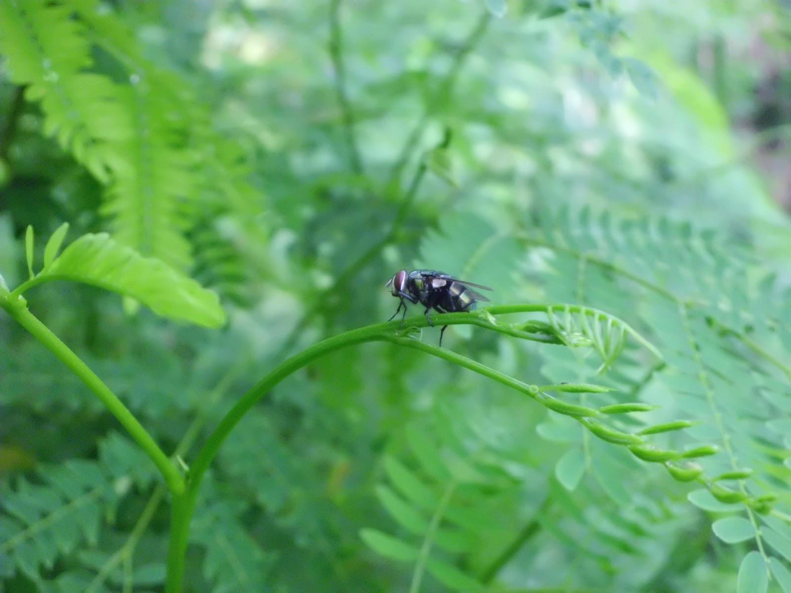 Fly HD Wallpaper 2013