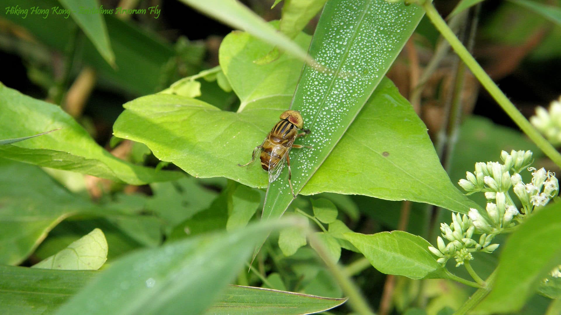 Hong Kong Fly Wallpaper Hong Kong