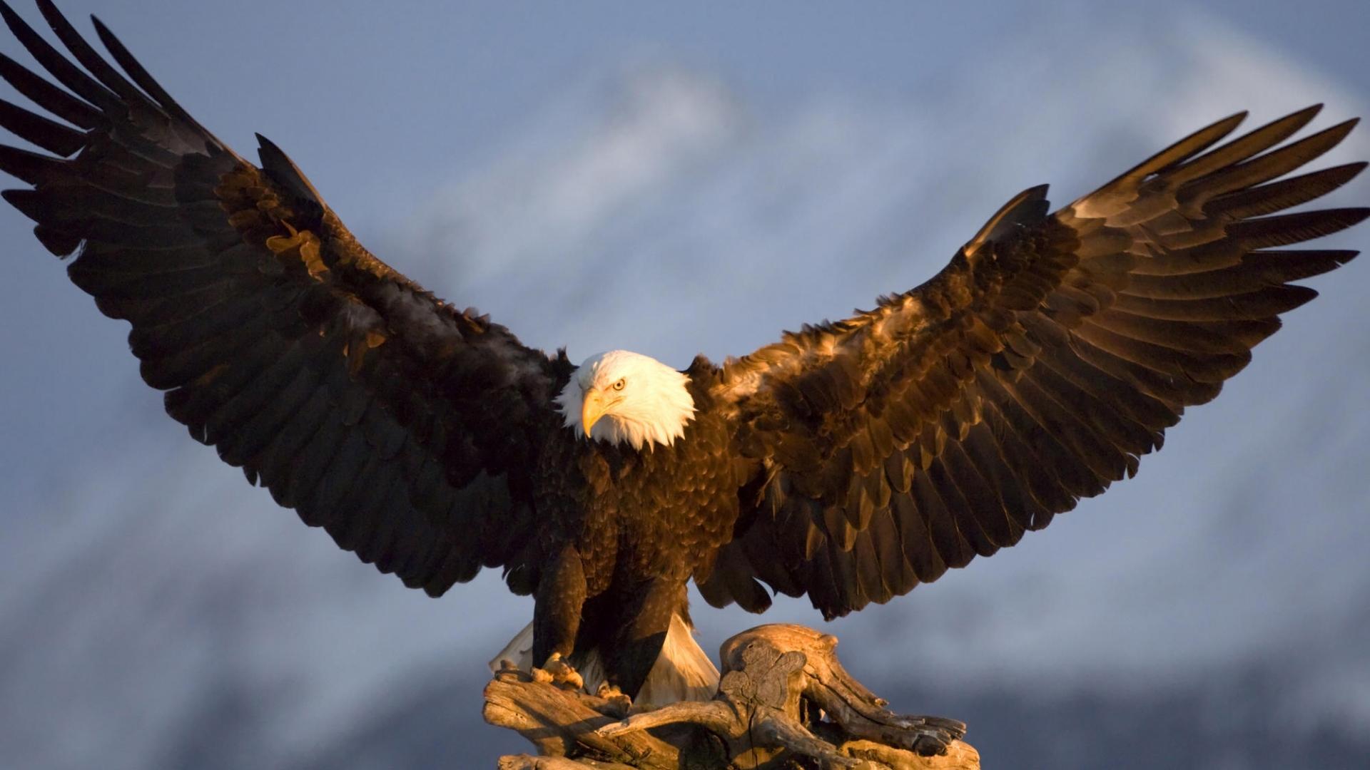 Eagle fly #wallpaper
