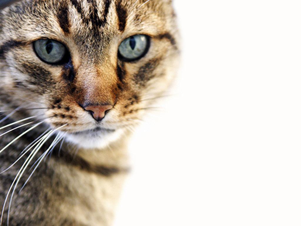 Teddybear64 image Adorable Wallpaper HD wallpaper and background