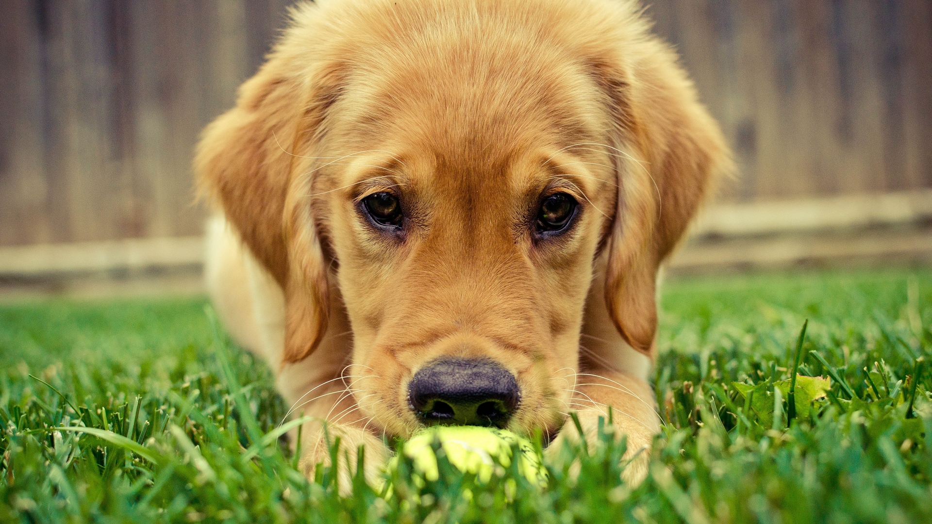 Adorable Golden Retriever Wallpaper 40298 1920x1080px