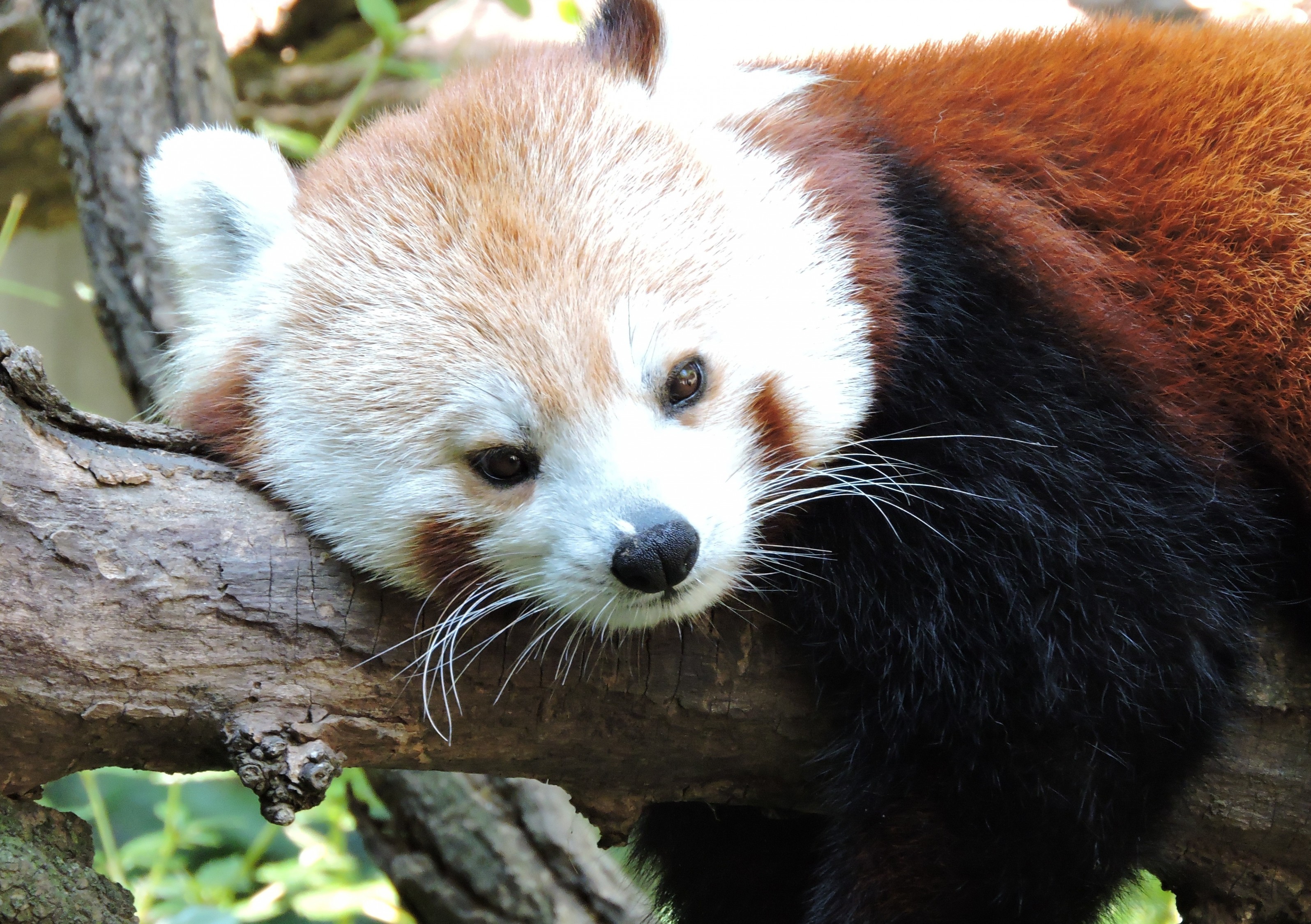 Adorable Wallpapers - Wallpaper Cave