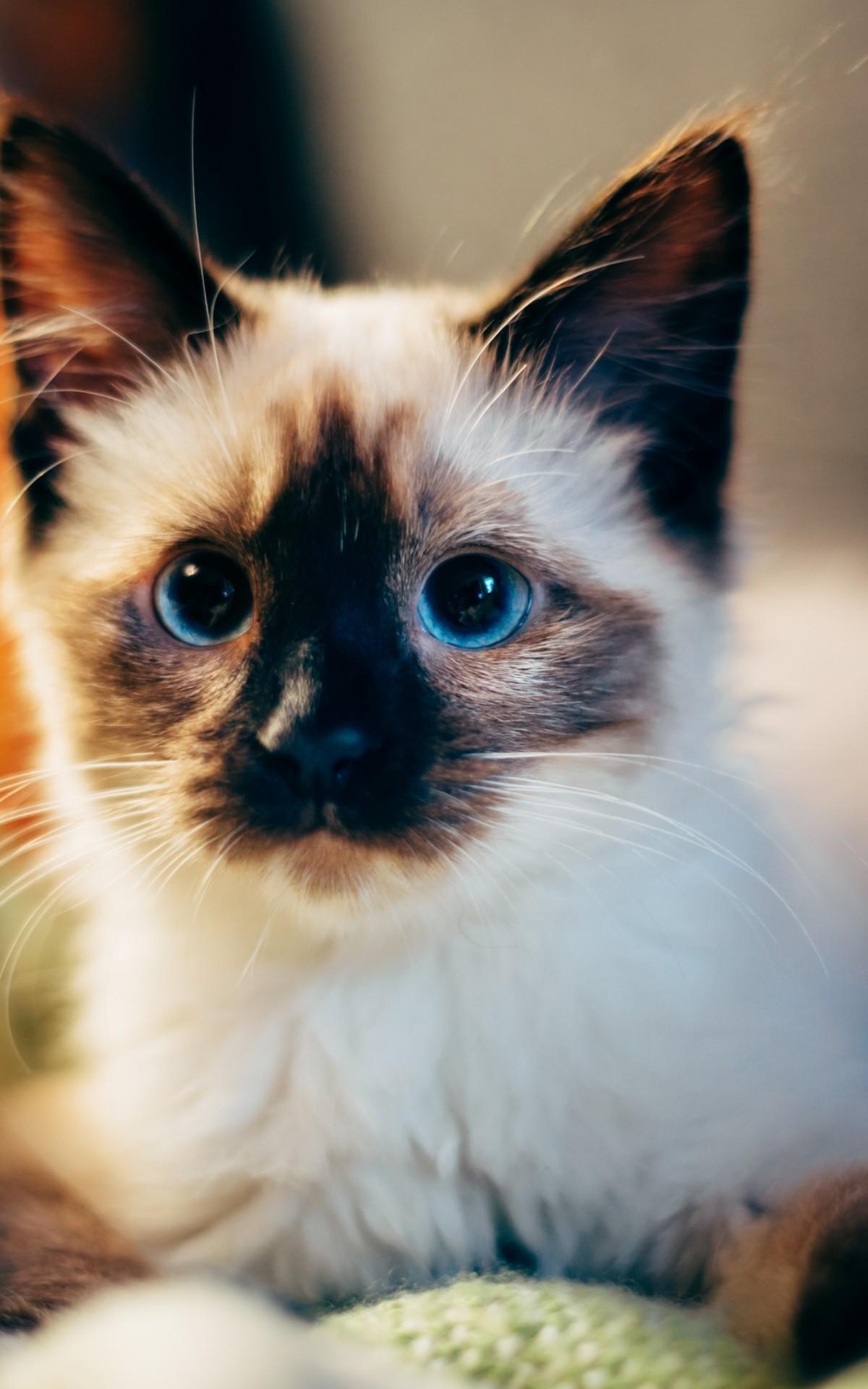 Download 1200x1920 Siamese Cat, Adorable Wallpaper for Asus