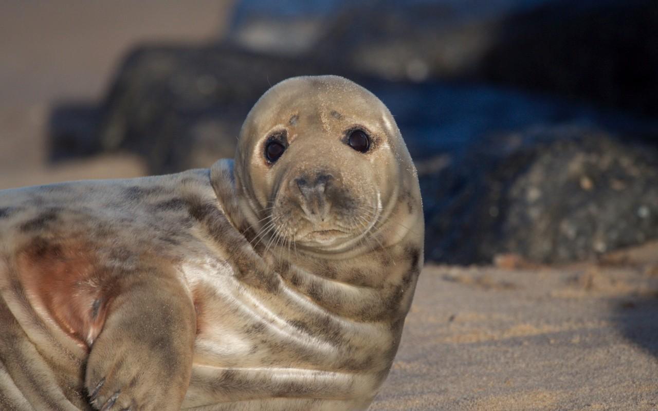 Download 1280x800 Seal, Looking At Viewer, Adorable Wallpaper