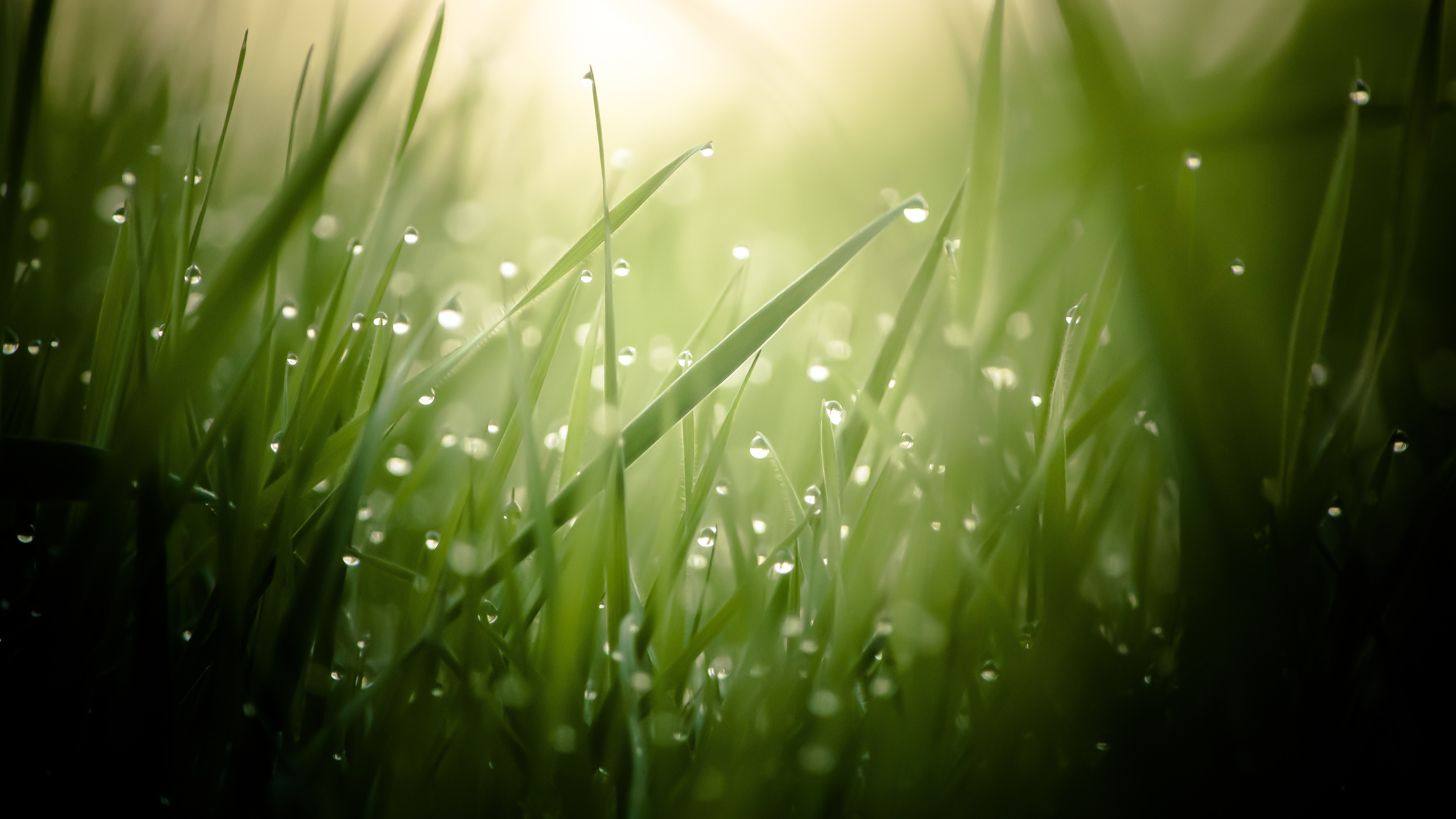 Wallpaper Grass, 4k, HD wallpaper, green, drops, dew, sun, rays