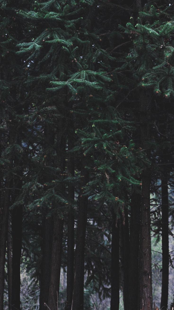 Adventurous Forest & Mountain iPhone 7 Wallpaper. Preppy