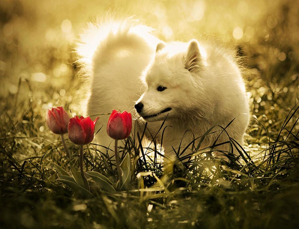 Cute Baby White Wolf HD Wallpaper. Download Cute Baby White