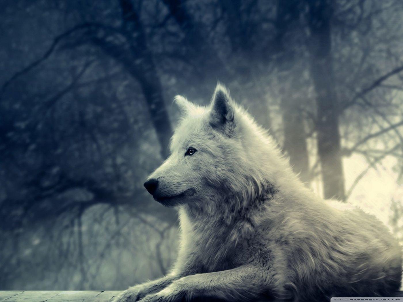 White Wolf Painting ❤ 4K HD Desktop Wallpaper for 4K Ultra HD TV. Wolf photo, Animals beautiful, White wolf