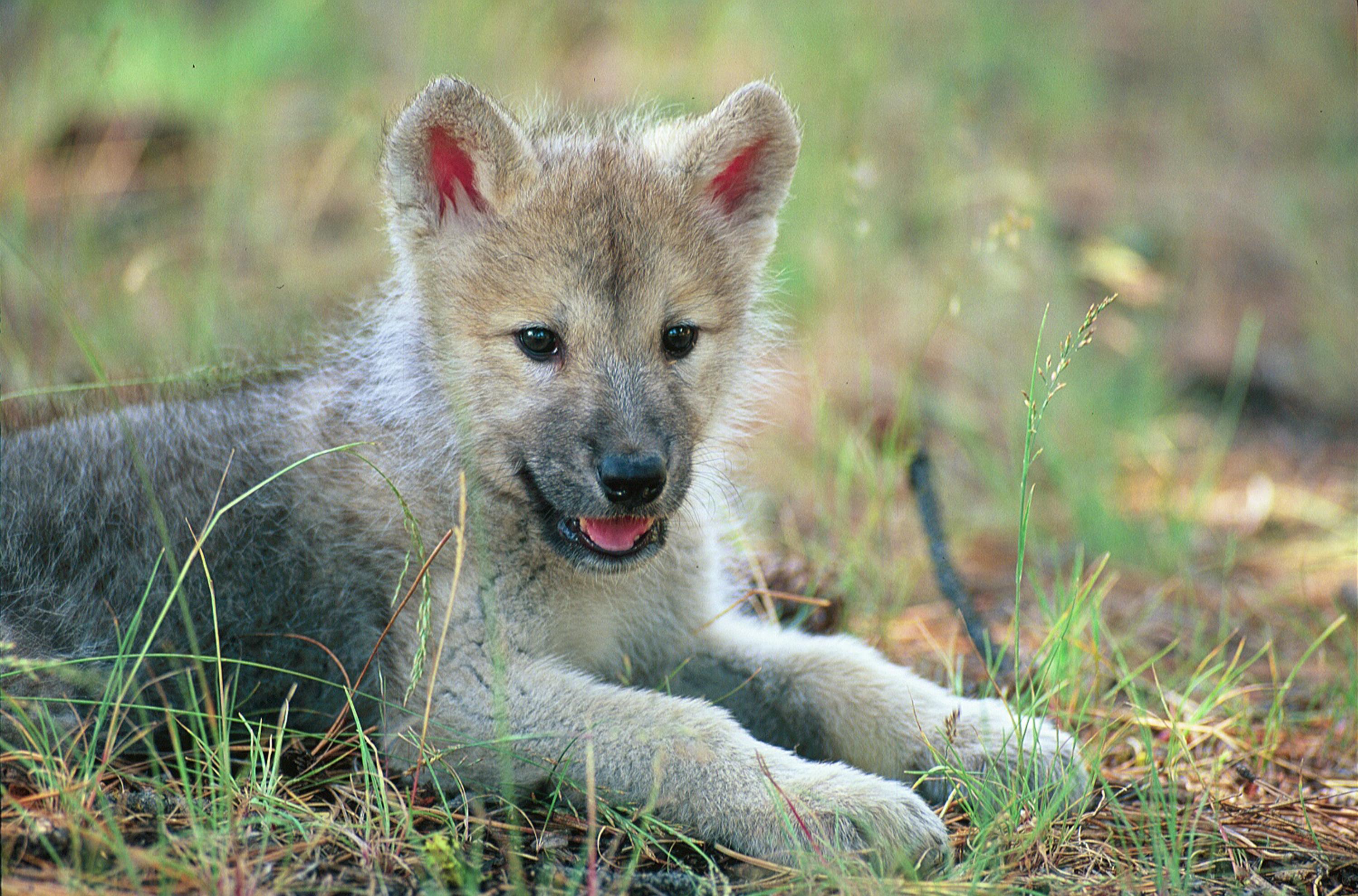 Wolves image Cute wolf pup in field HD wallpaper and background