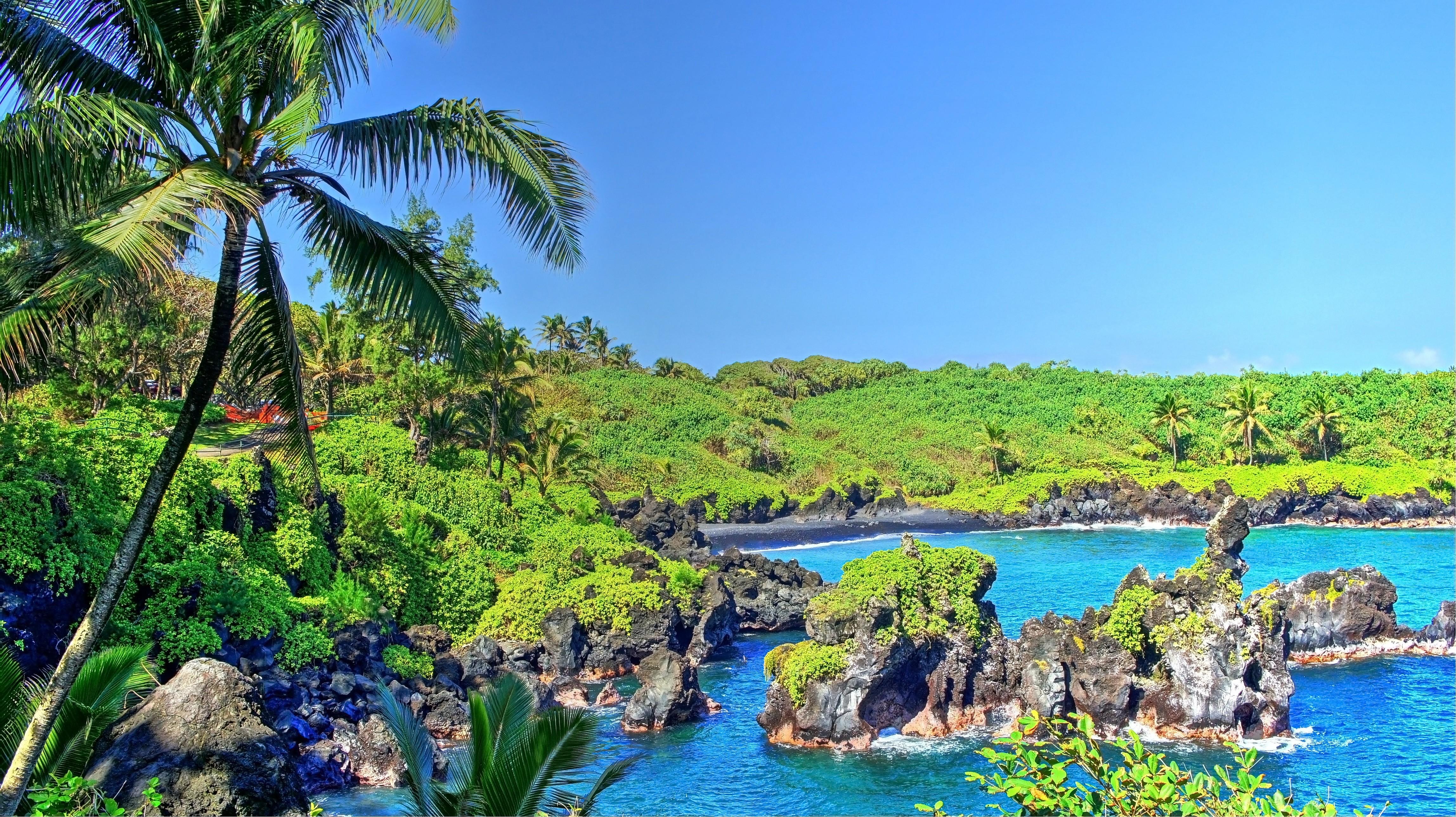 tropical water tropical forest hawaii isle of maui maui palm trees