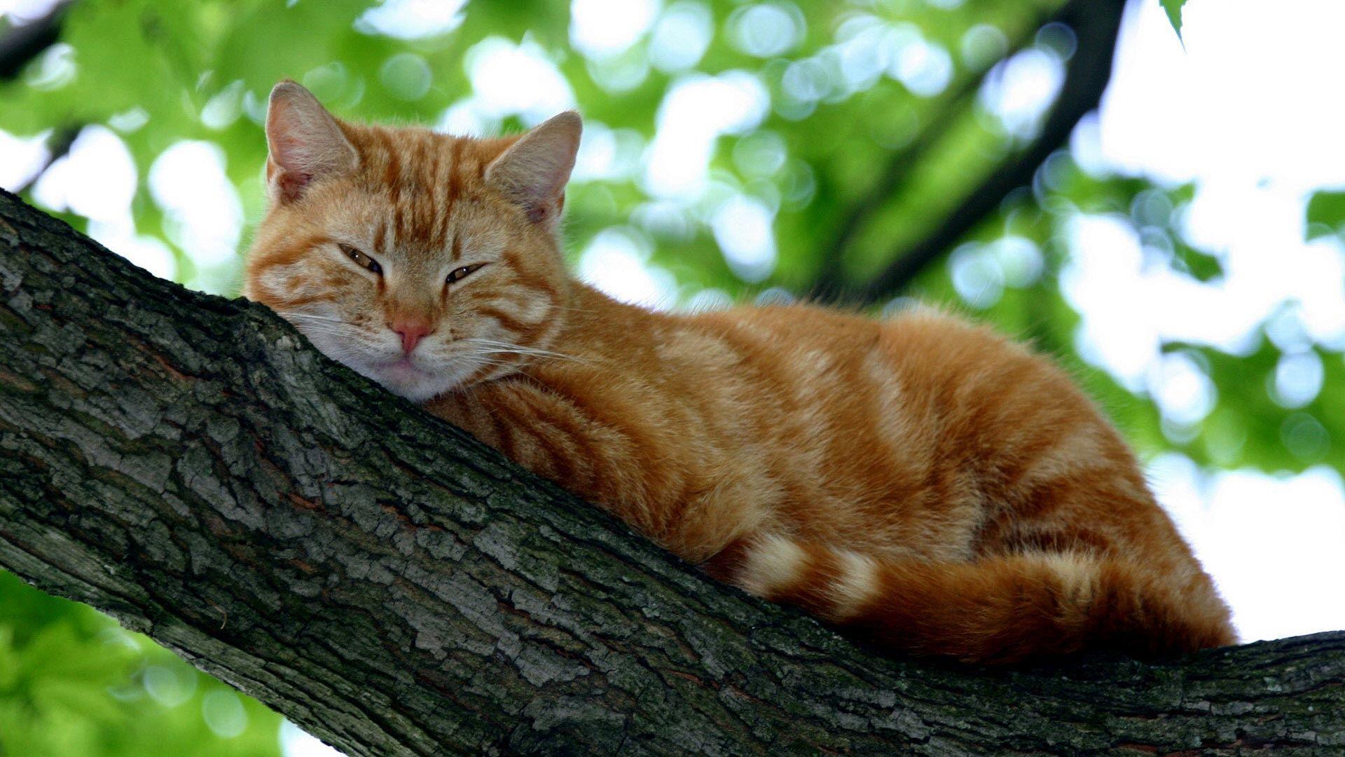Full HD Cat Wallpaper ♥: Orange Cat in a Tree. cats in trees