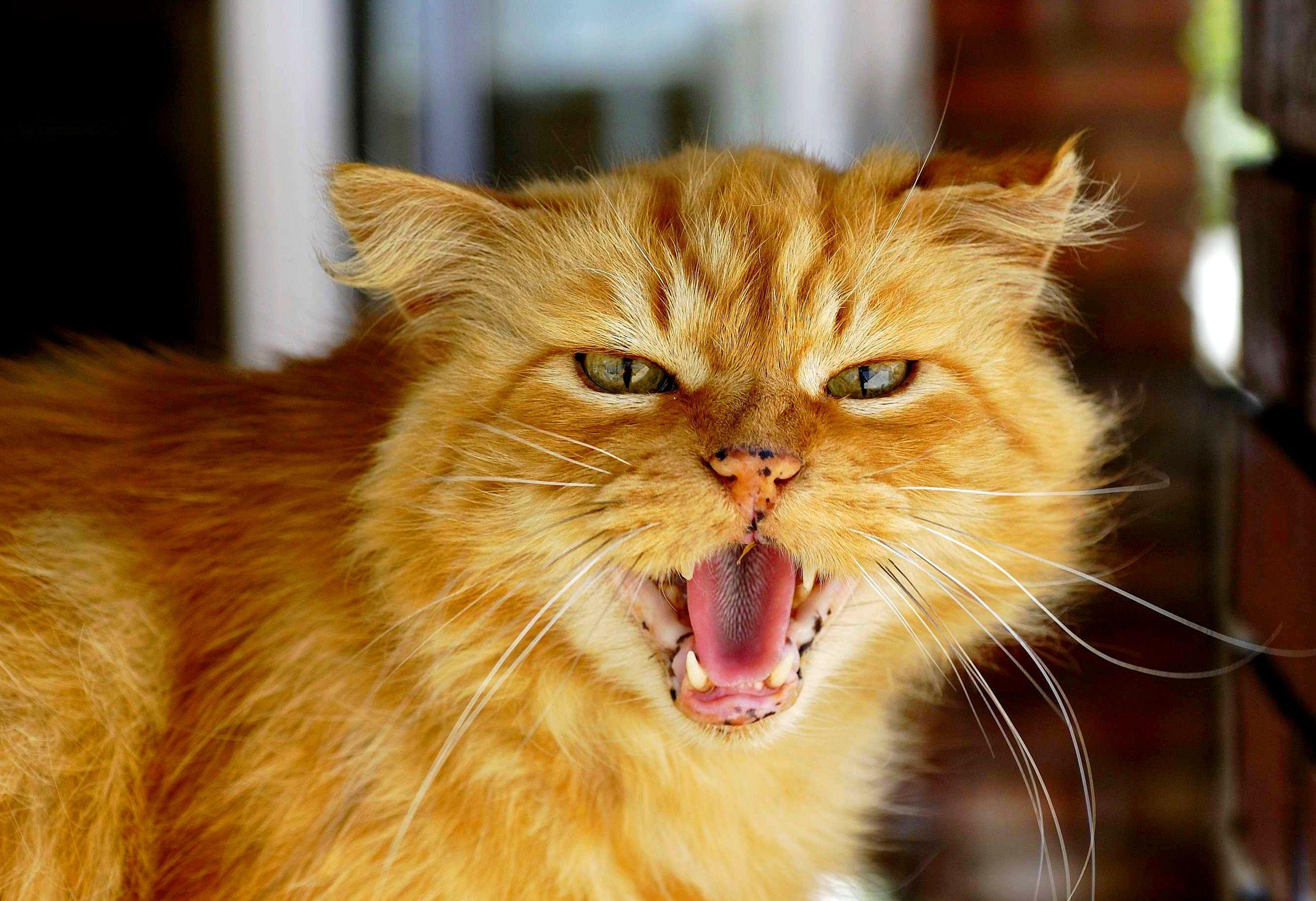 orange-cat-wallpapers-wallpaper-cave