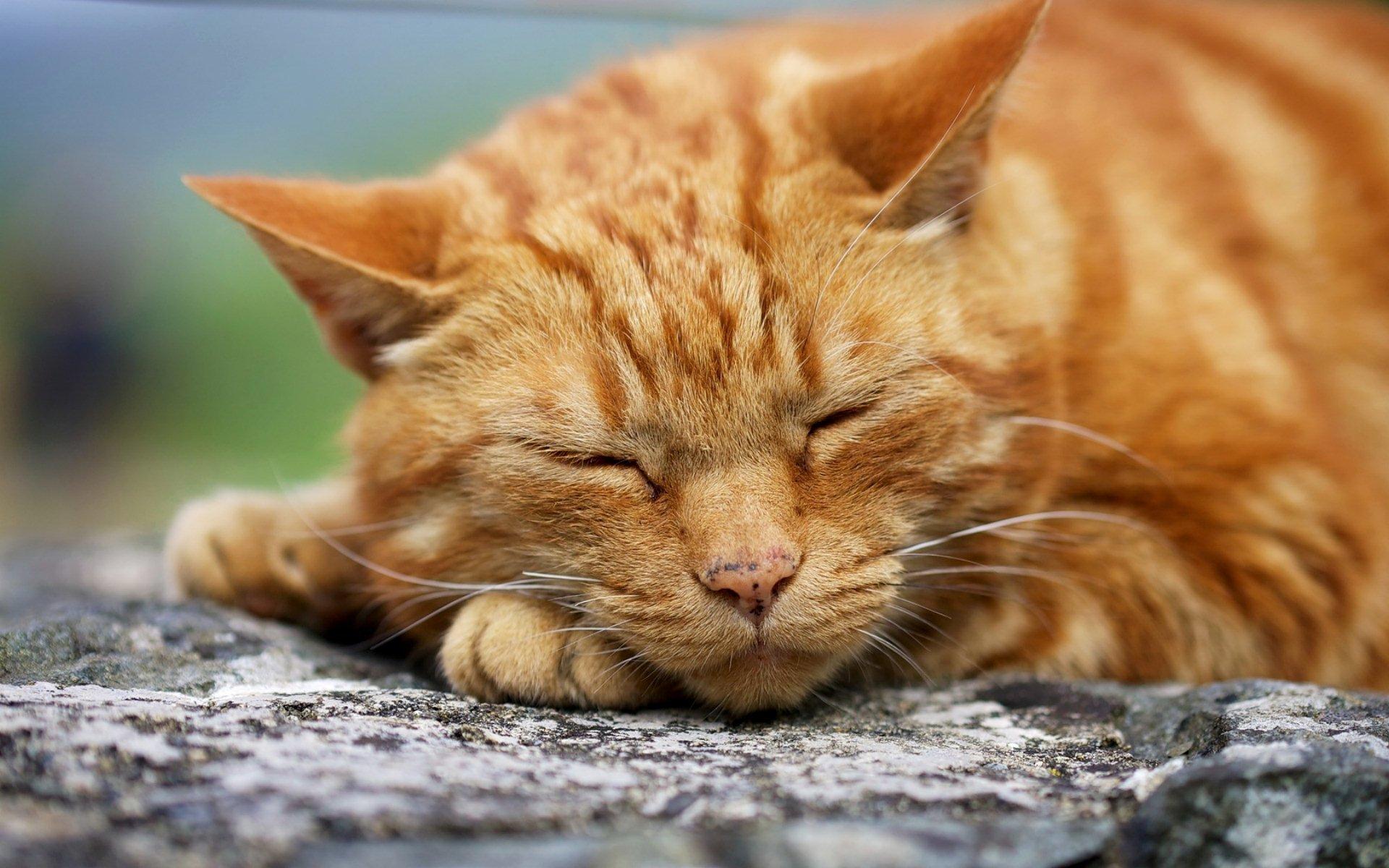 Ginger Cat HD Wallpaper. Background Imagex1200