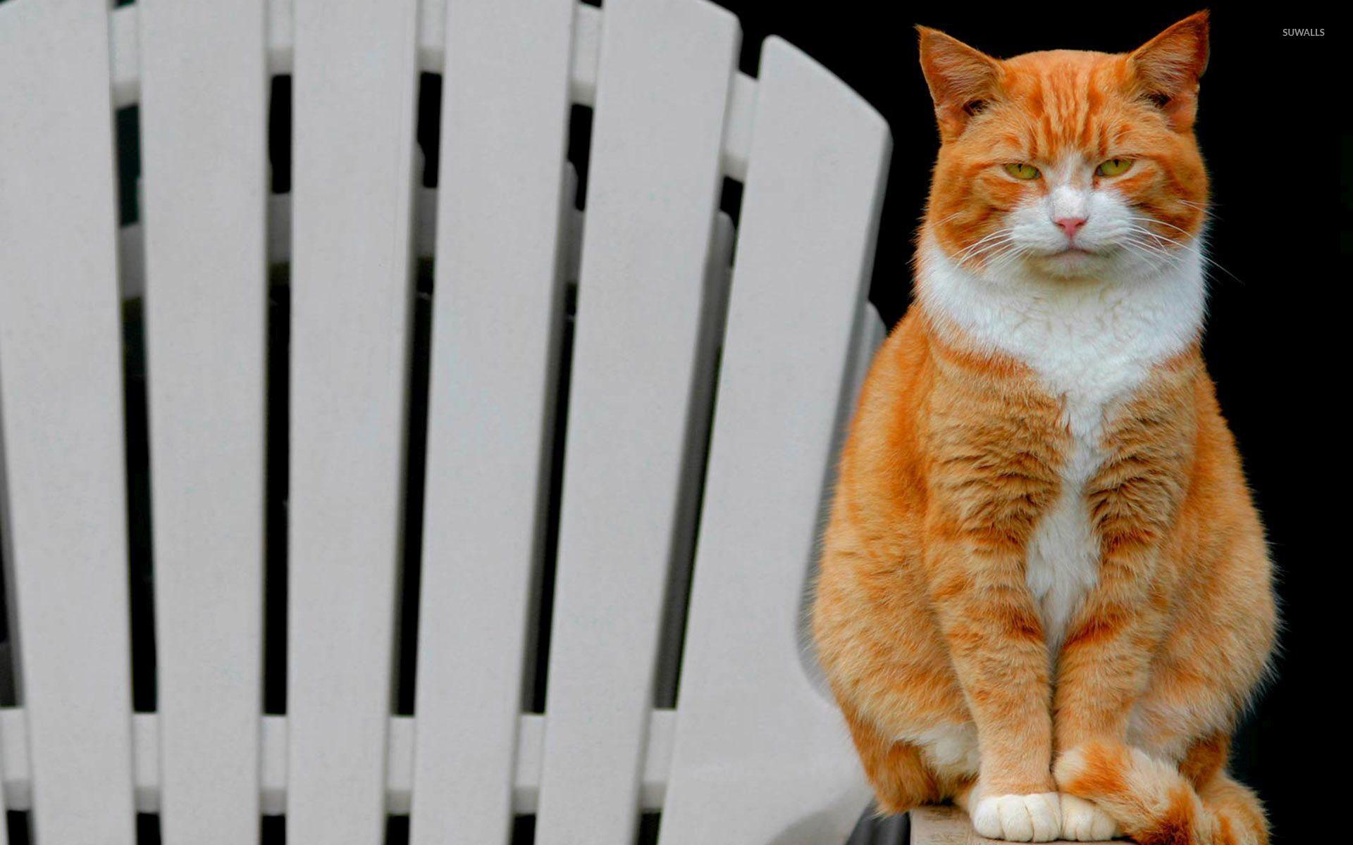 Bored orange cat on the chair wallpaper wallpaper