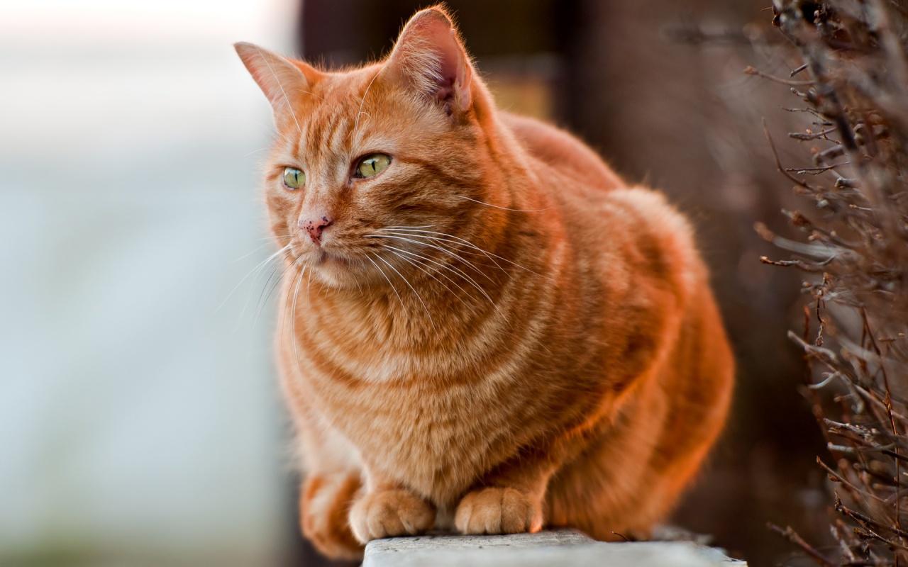 Orange Cat On The Wall 1280X800 Wallpaper Download