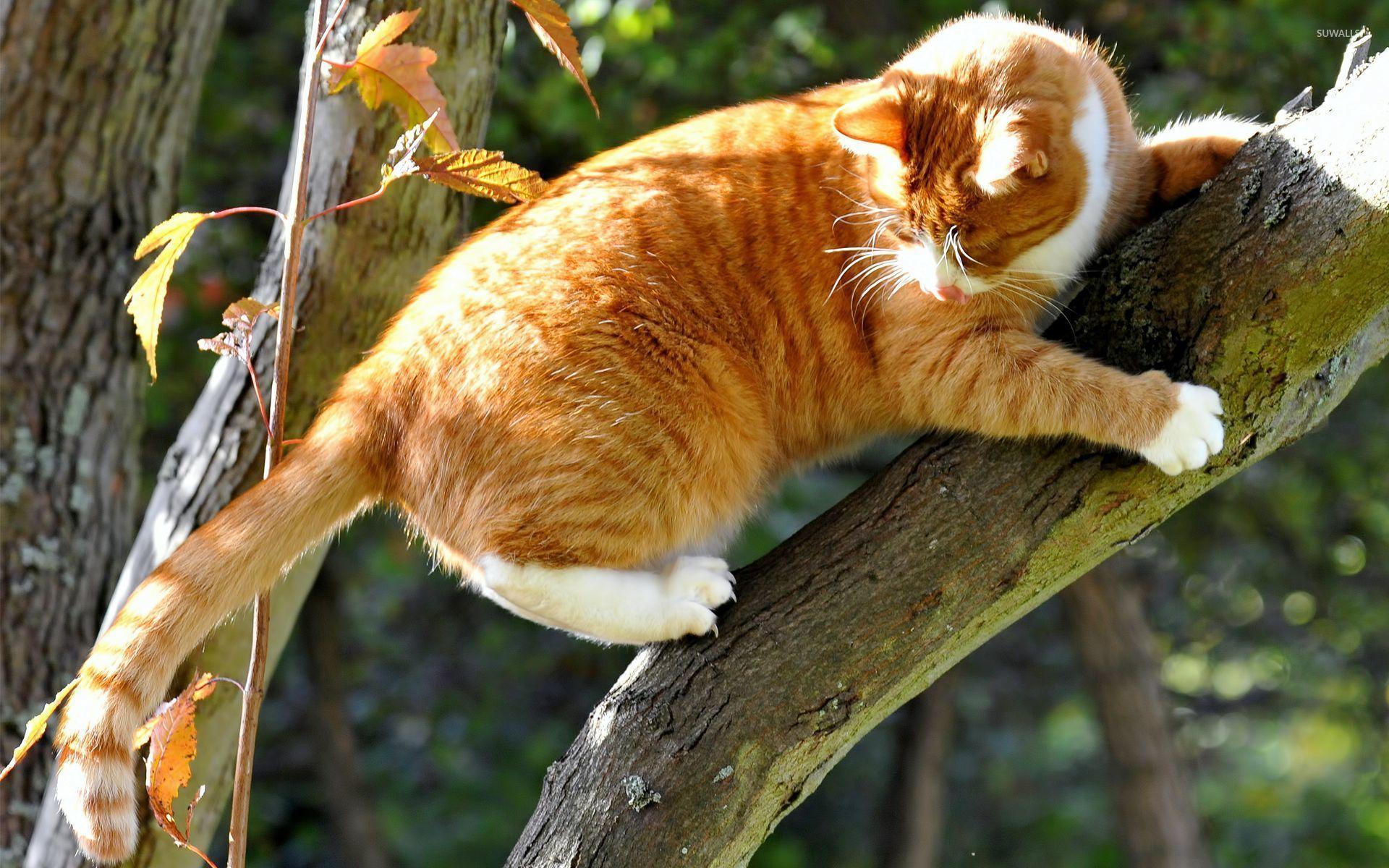 Orange cat holding to a tree branch wallpaper wallpaper