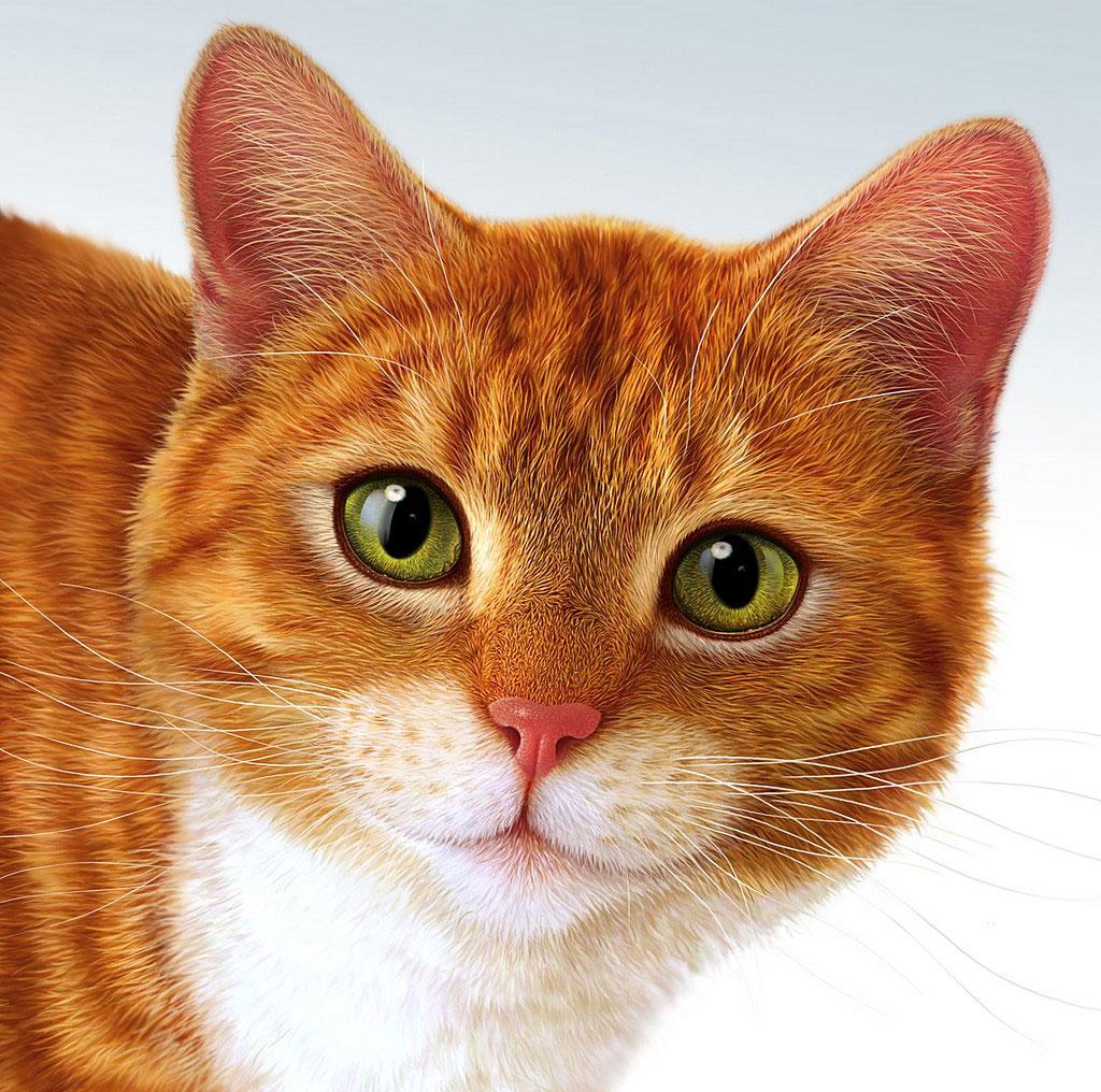 Red Cat Wallpaper , Find HD Wallpaper For Free