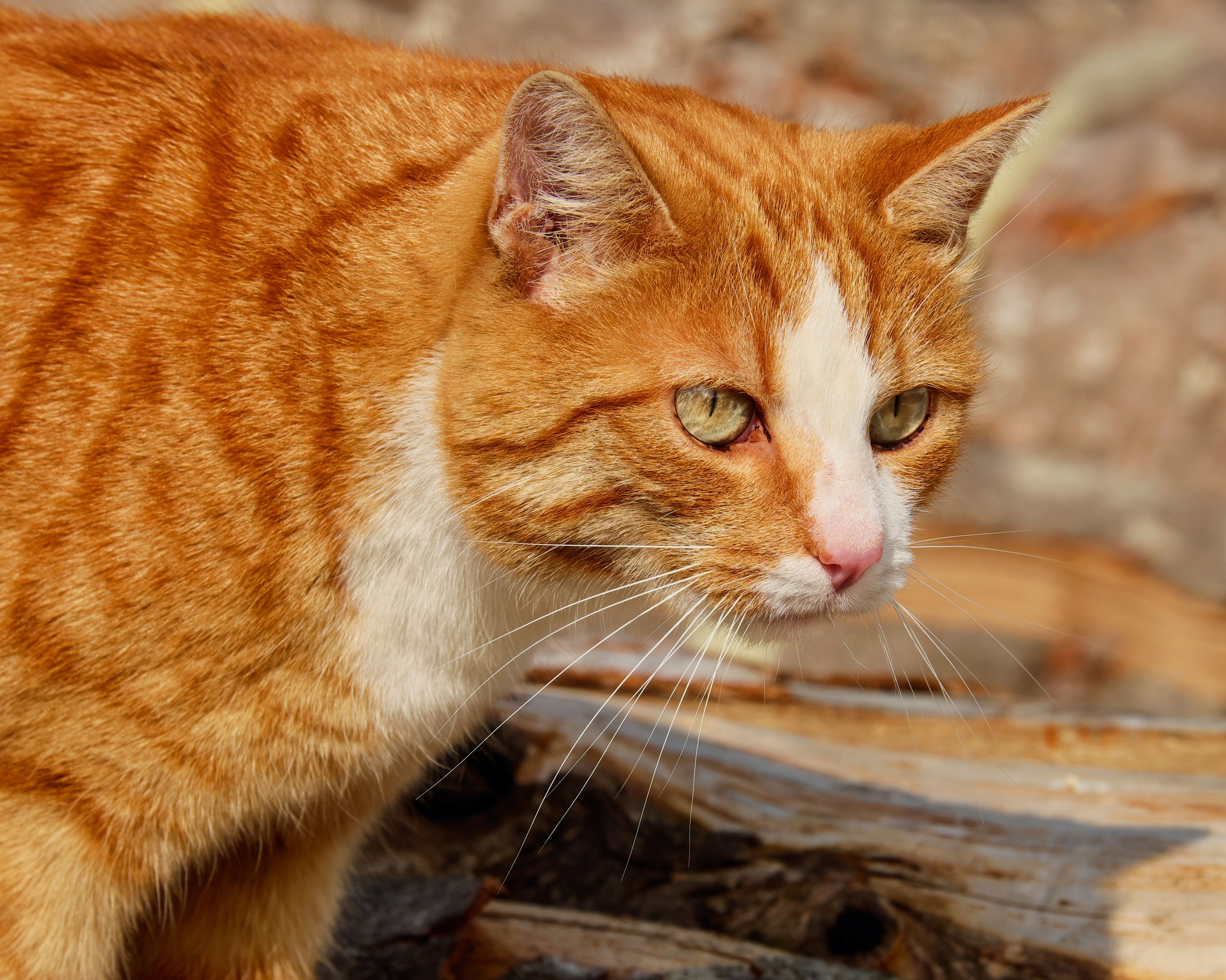 orange mackerel tabby cat