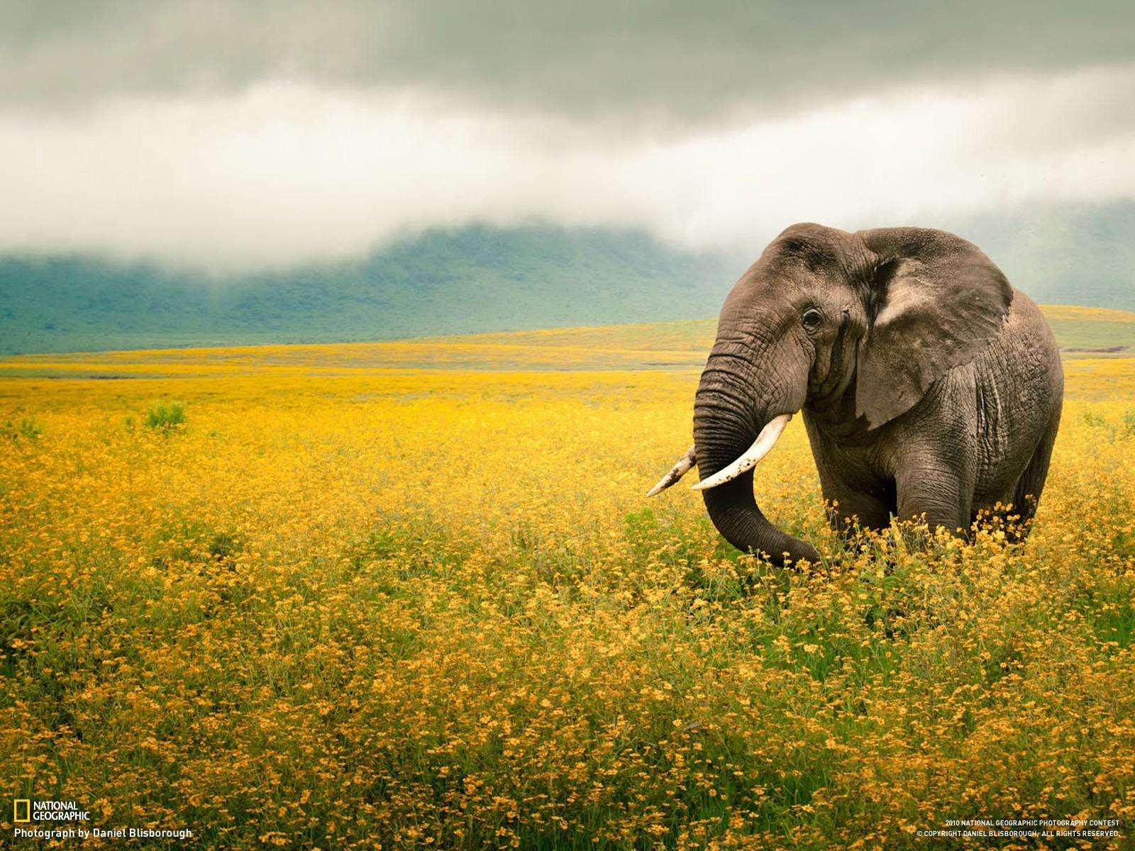National Geographic, fields, animals, Tanzania, elephants, yellow