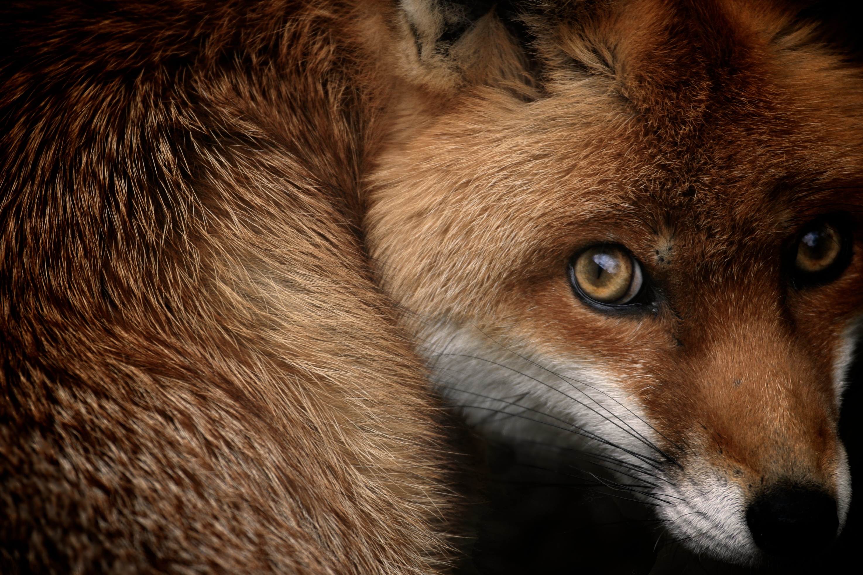 Wallpaper Red fox, National Geographic, HD, Animals
