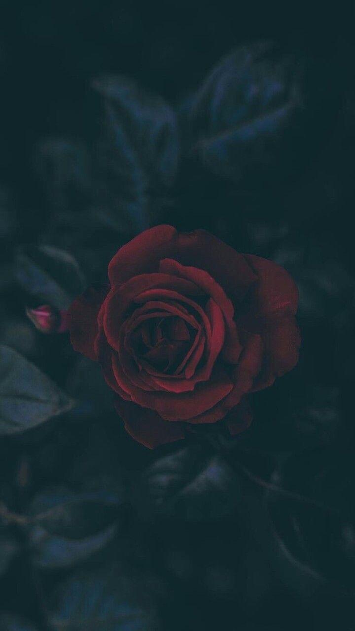 Use ROSE PETALS or WEAR THE ESSENTIAL OIL FOR LOVE SPELLS