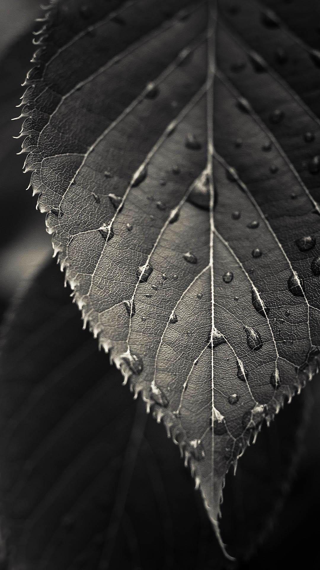 Black and White Closeup Leaf Dew Drops Smartphone Wallpaper