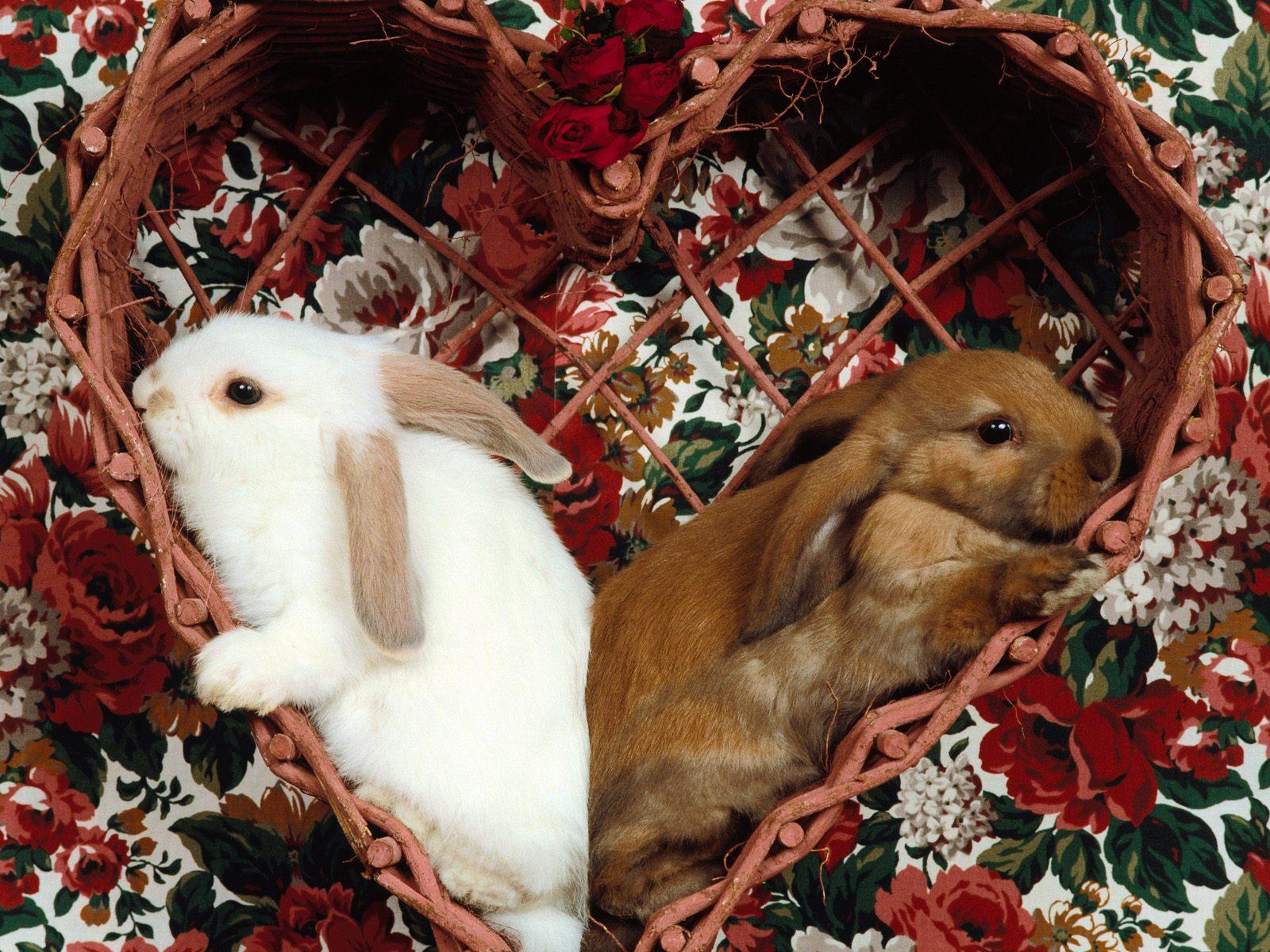 rabbits in love wallpaper