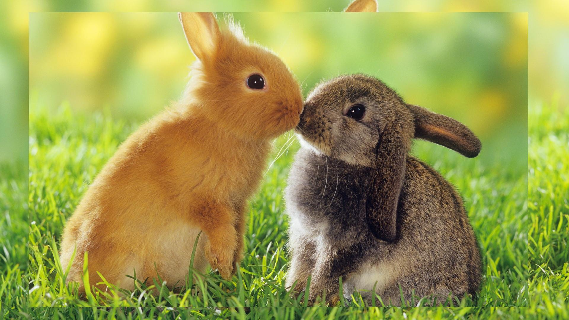 Animals In Love Wallpapers - Wallpaper Cave
