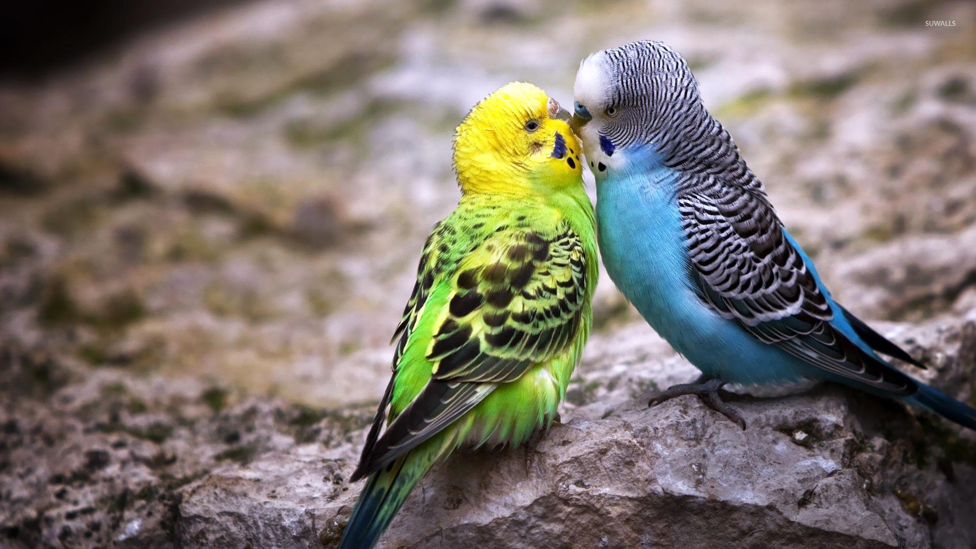 Parakeet love wallpaper wallpaper
