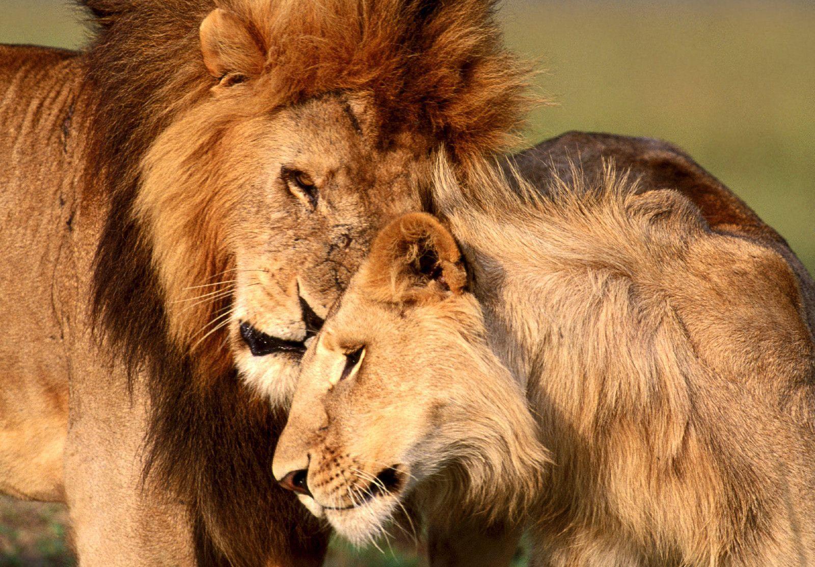 Animal Love Picture Male And Female Lion Couple Loving HD Wallpaper