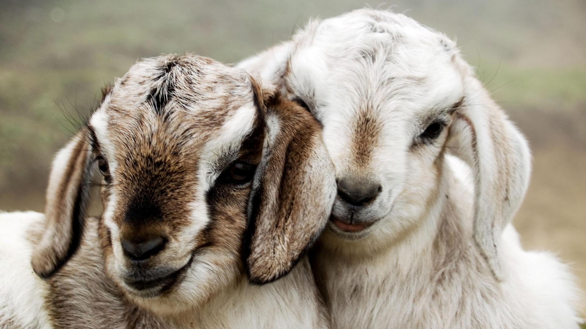 Two White Animal Goat Love Together HD Wallpaper. HD Famous Wallpaper