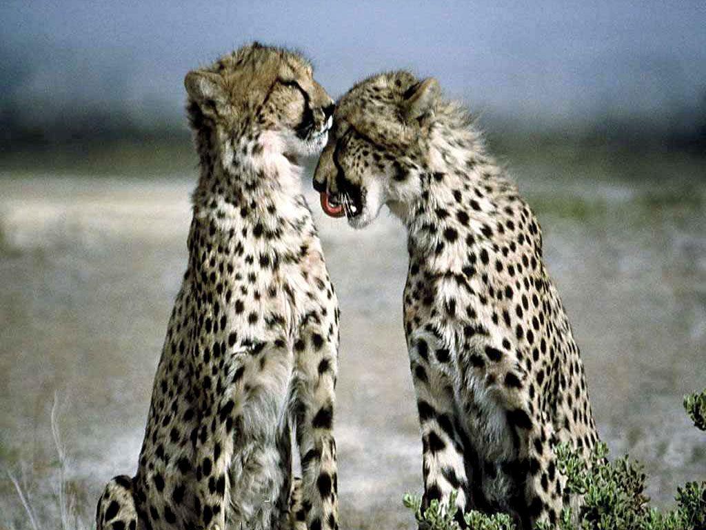 Natures Mighty Picture, Cheetahs are my 2nd favorite animal, after