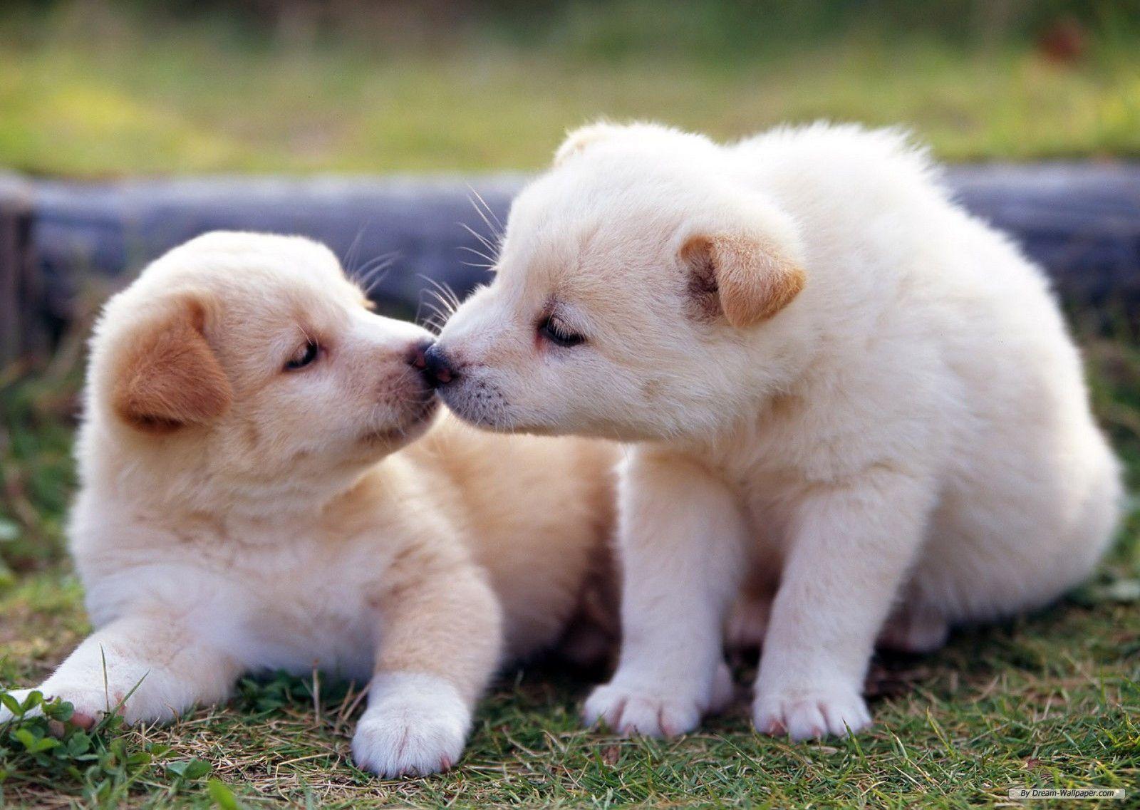 Baby Animals Kissing. Animal Love Fluffy Puppy Dogs Kissing HD