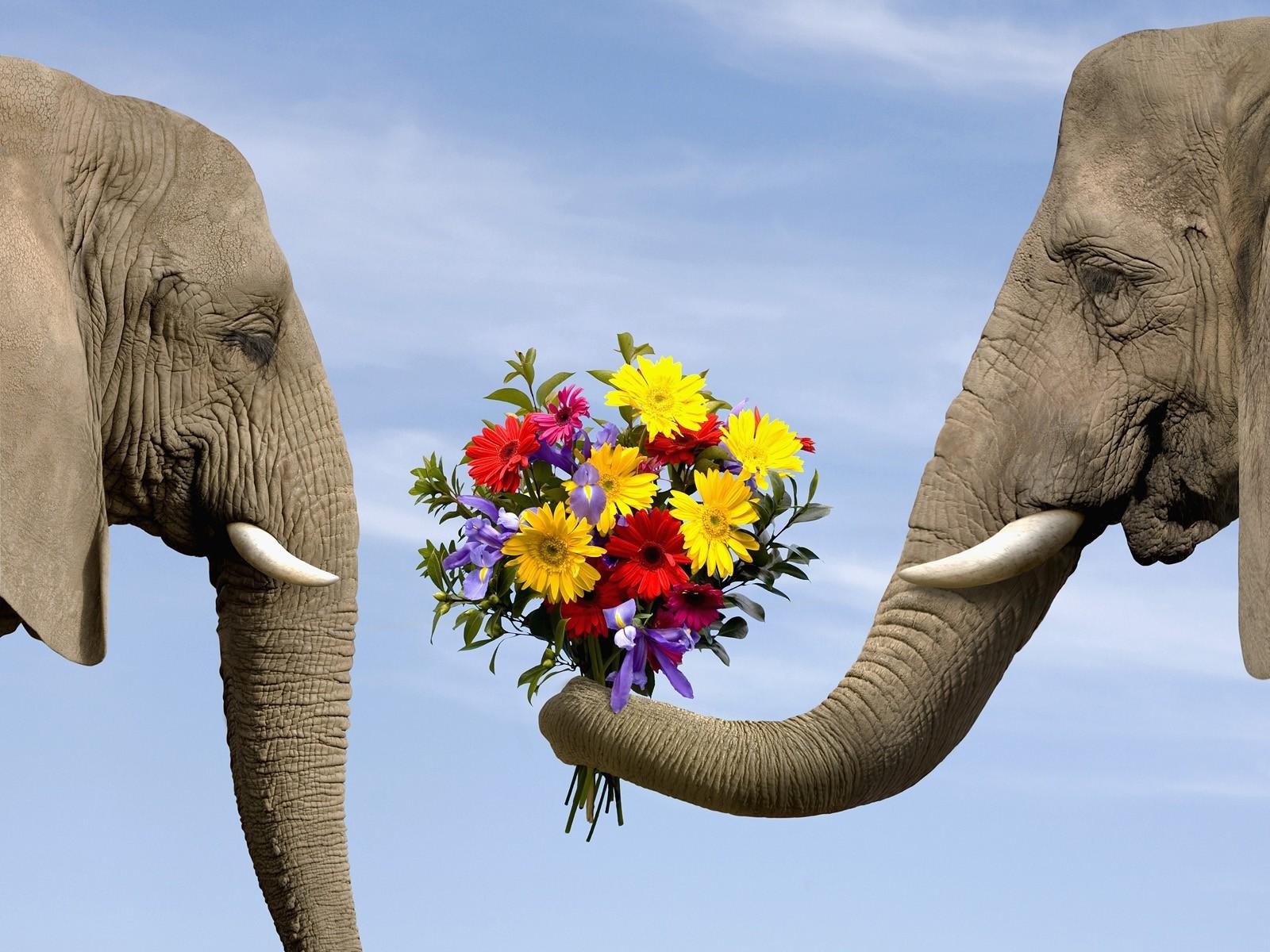 Love flowers animals elephants bouquet wallpaper