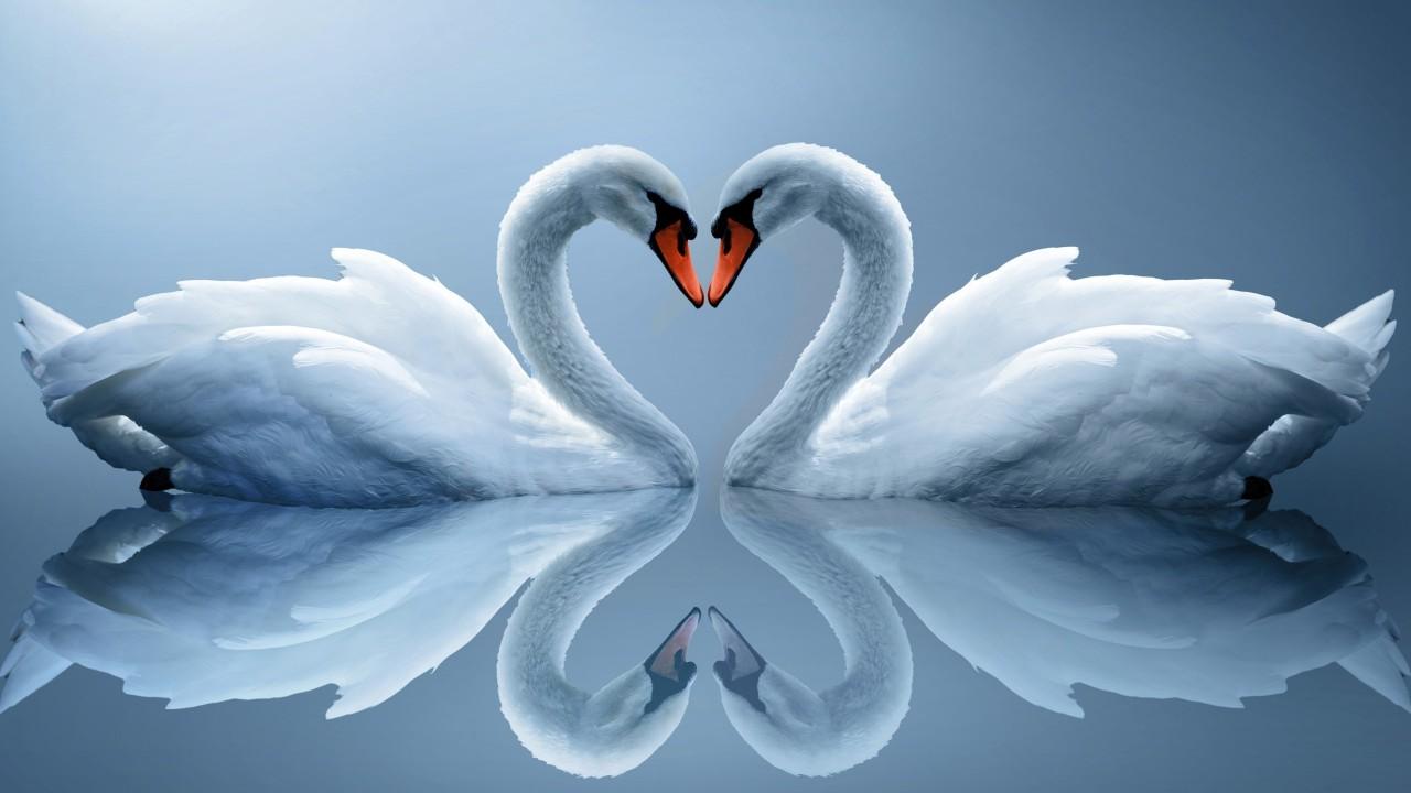 Wallpaper Swans, Love heart, Romantic swans, Lovebirds, Pair, HD