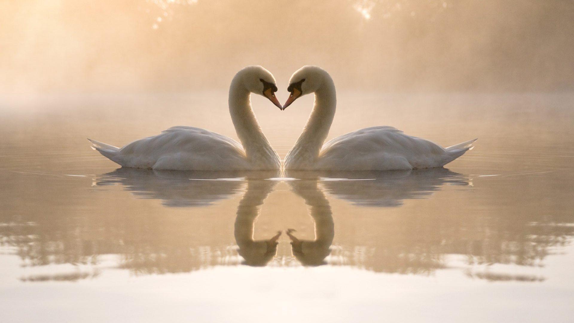 Birds: Hearts Birds Reflections Swans Animals Love Desktop Bird