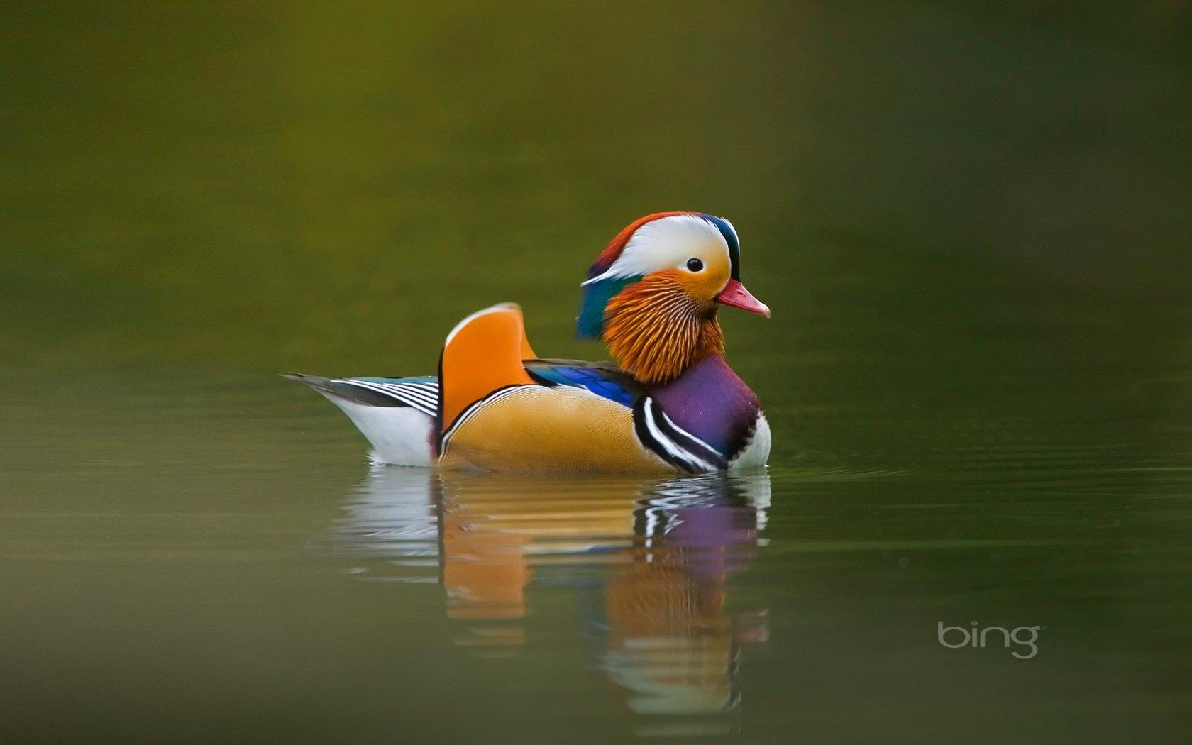 Love in the Mandarin Duck bird wallpaper 18529