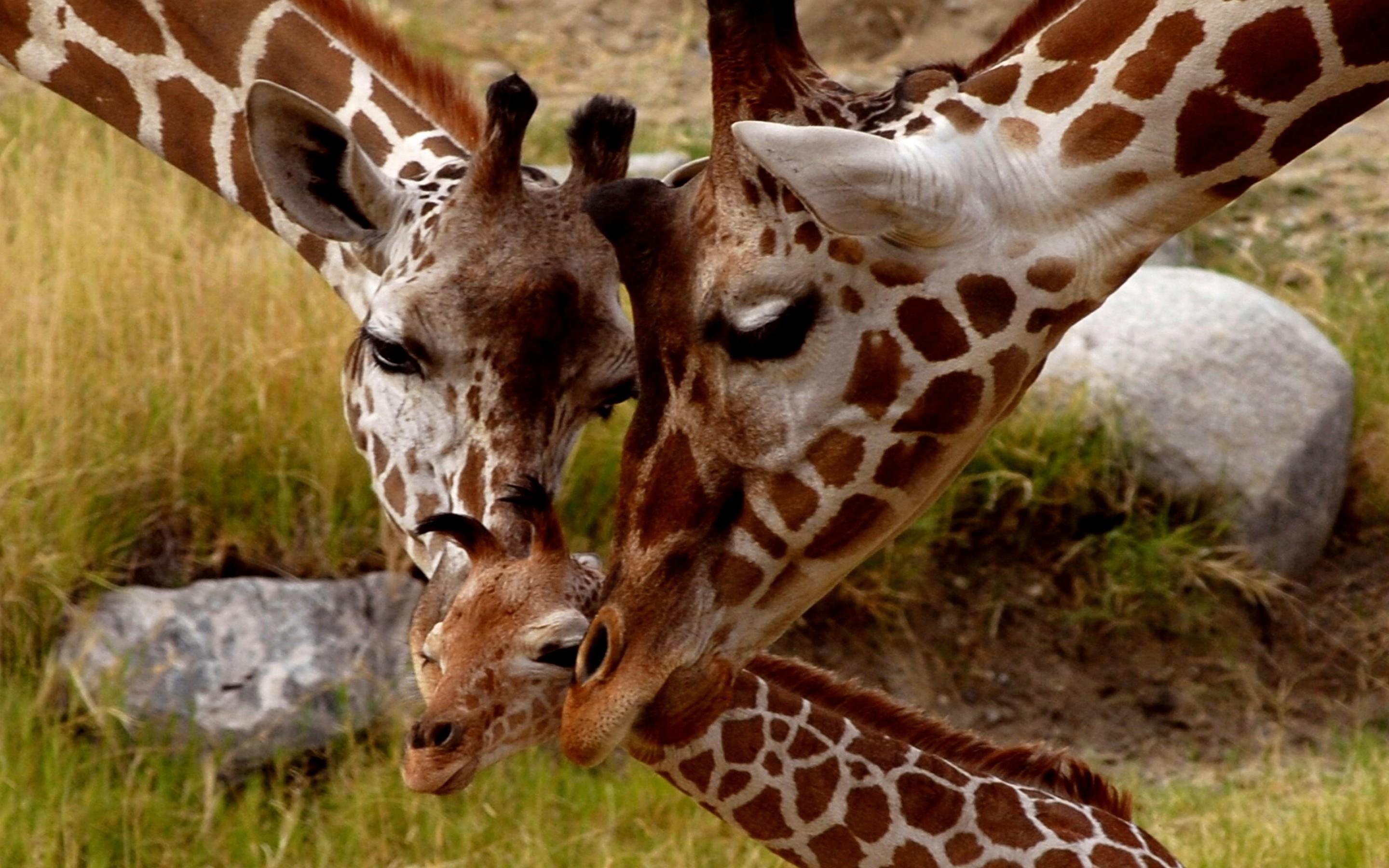 Giraffe Small Cub Parental Love Animals Of Africa HD Wallpaper